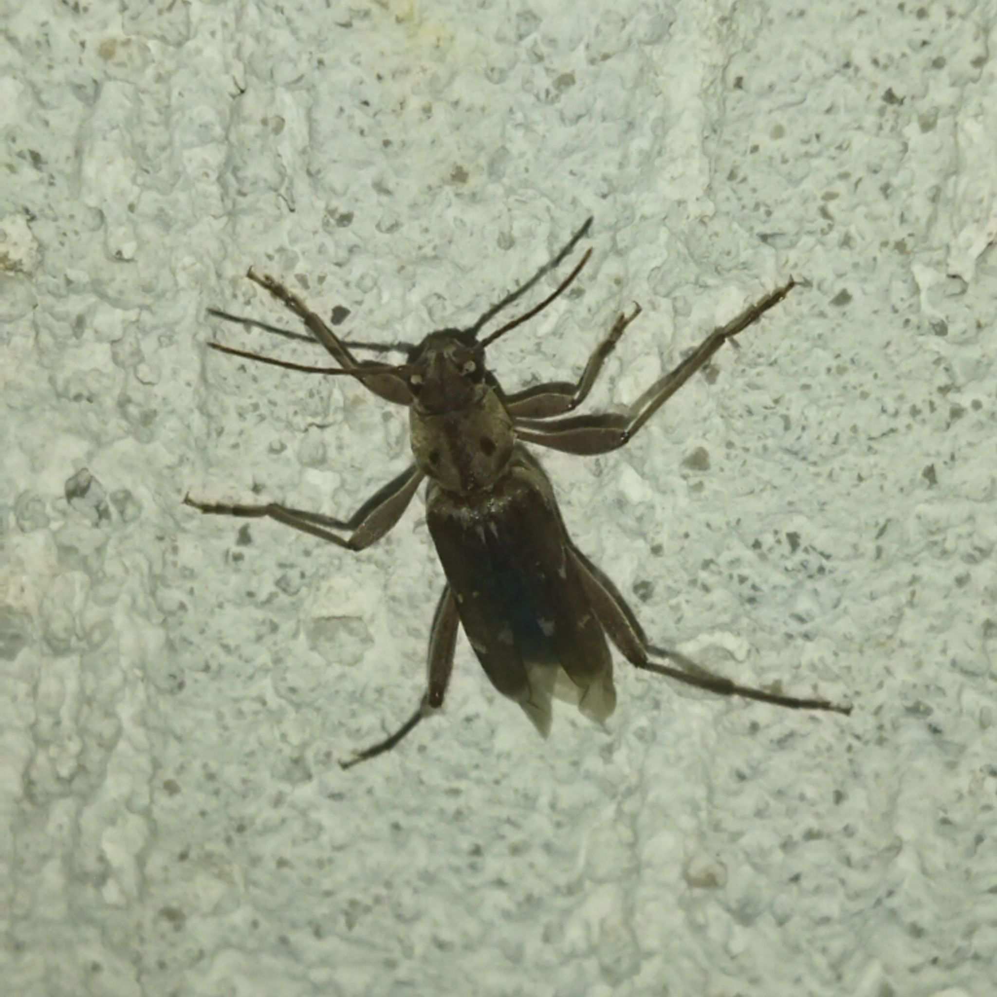 Xylotrechus stebbingi