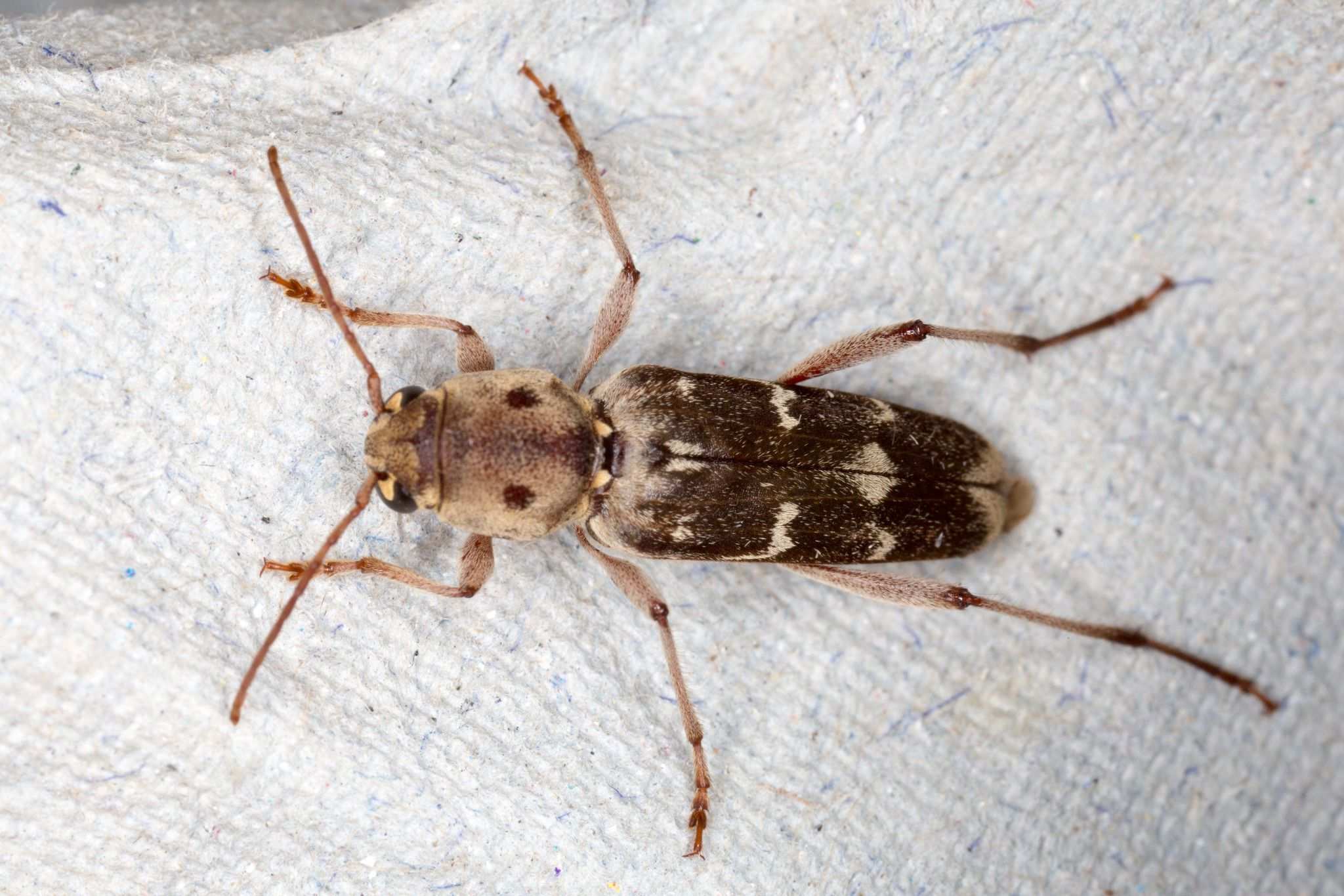 Xylotrechus stebbingi