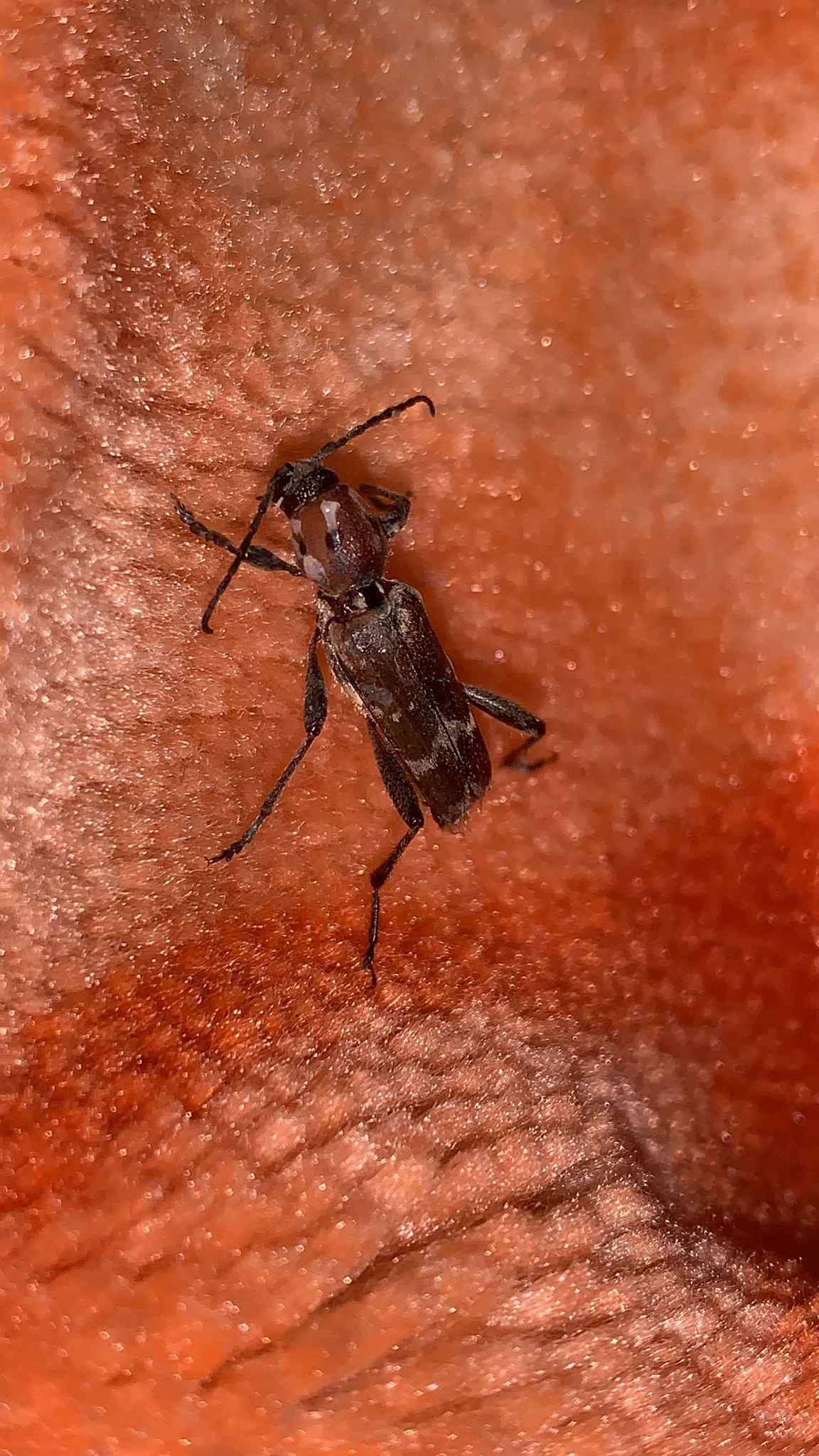 Xylotrechus stebbingi