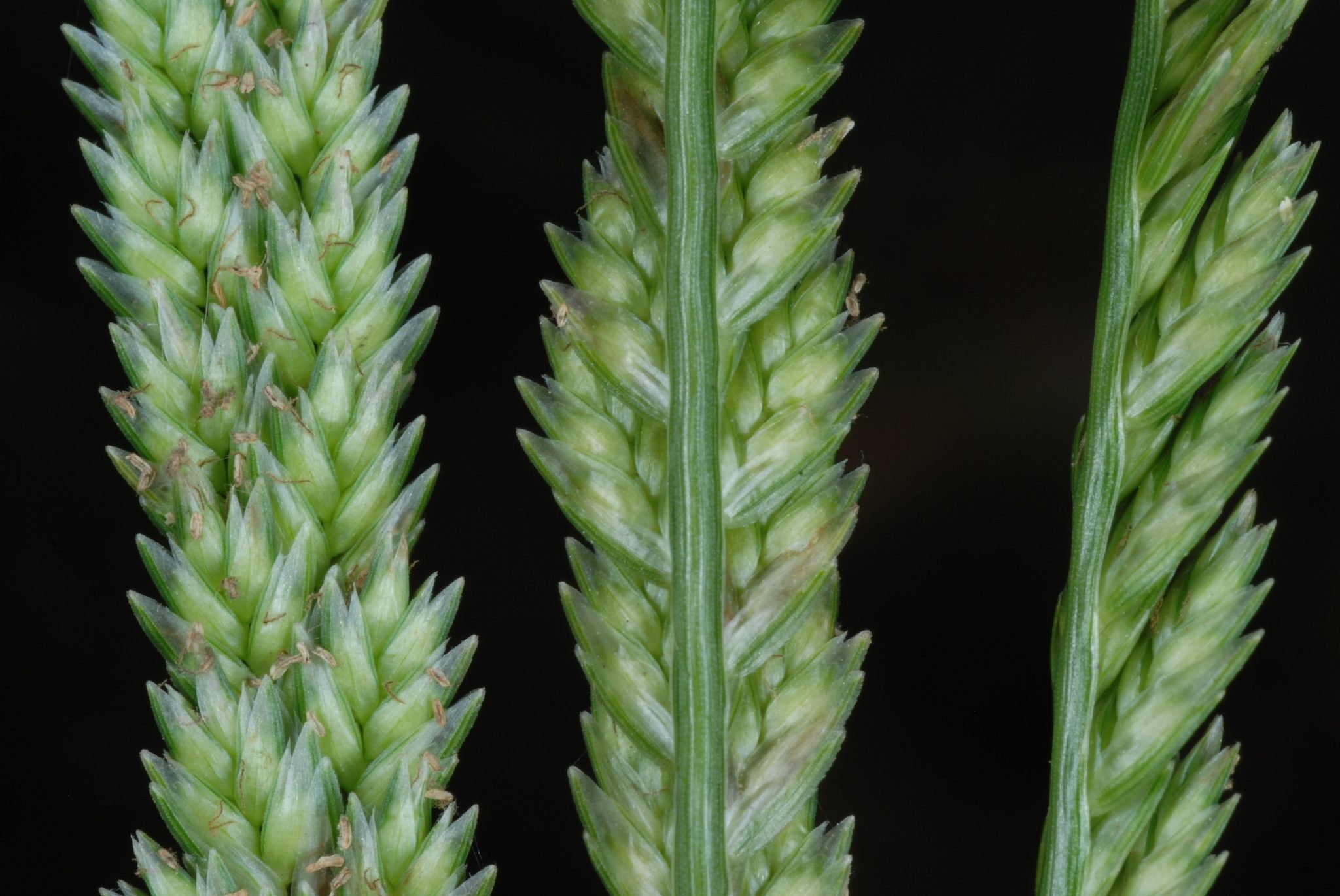 Eleusine indica