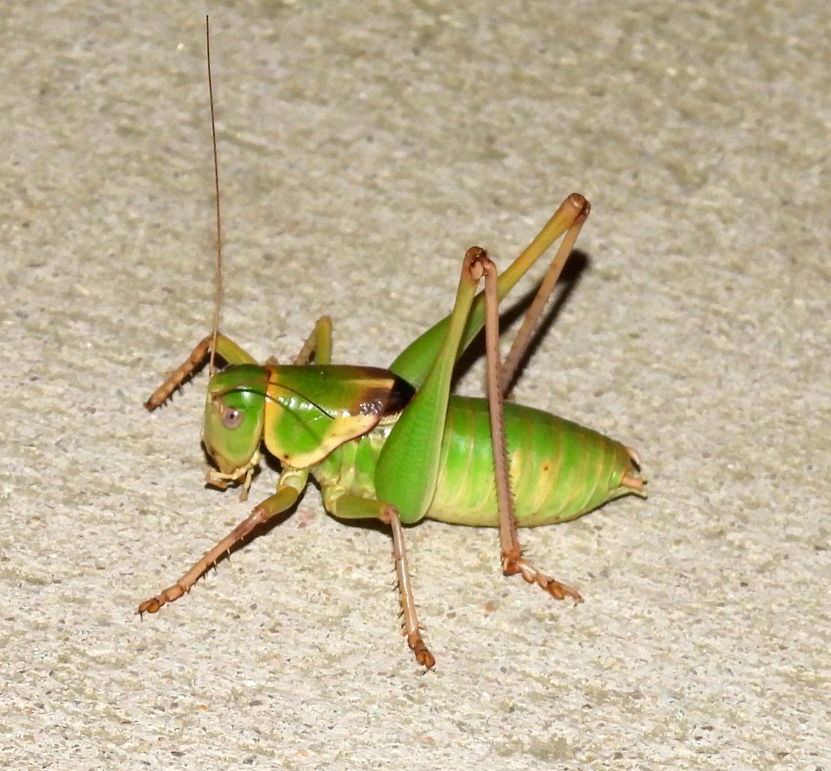Pediodectes