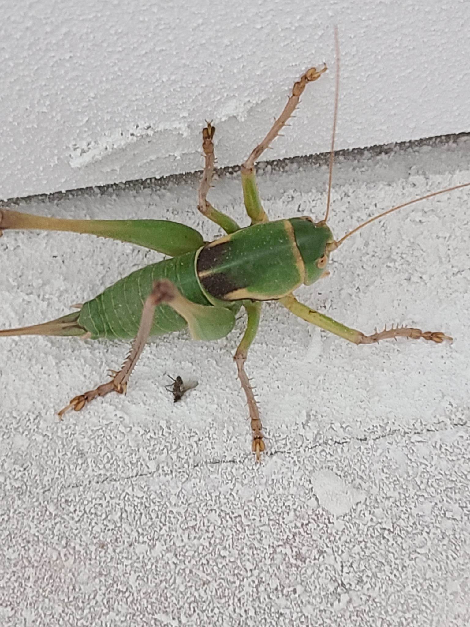 Pediodectes