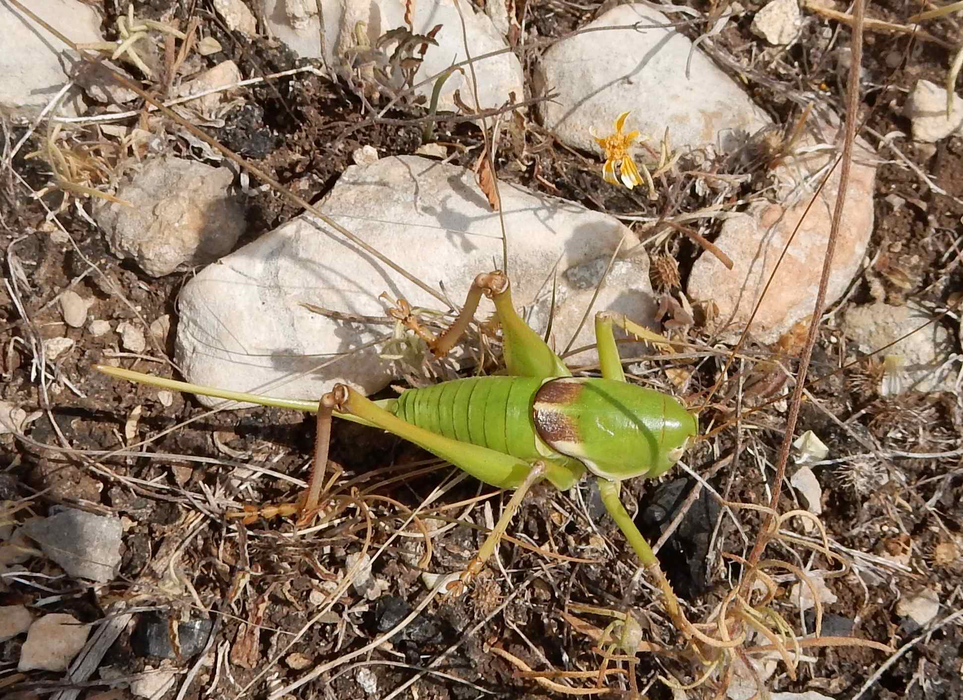 Pediodectes