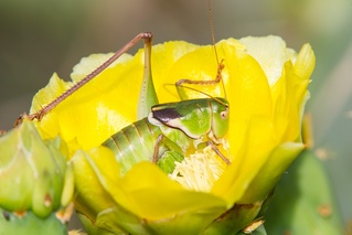 Pediodectes