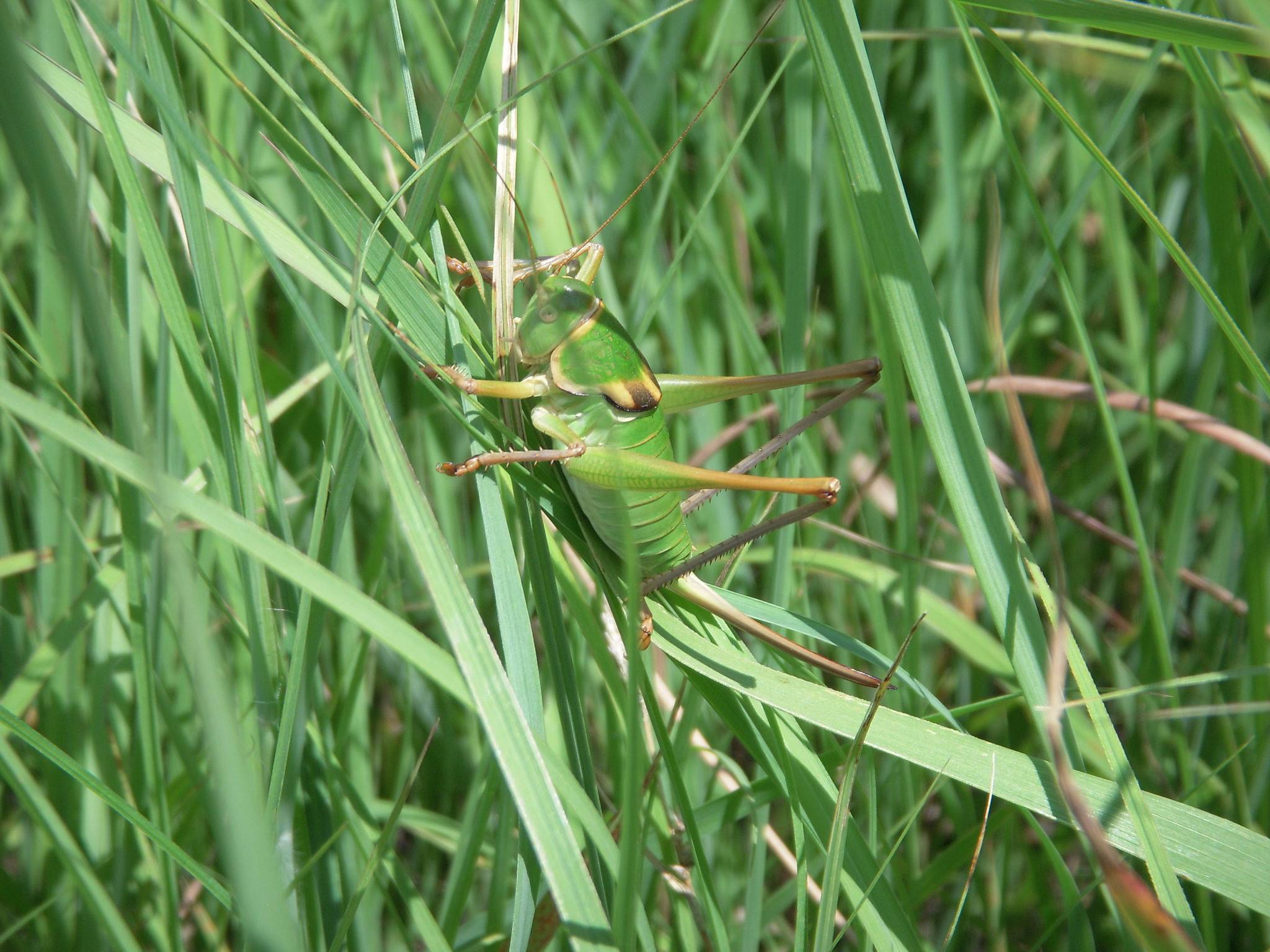 Pediodectes