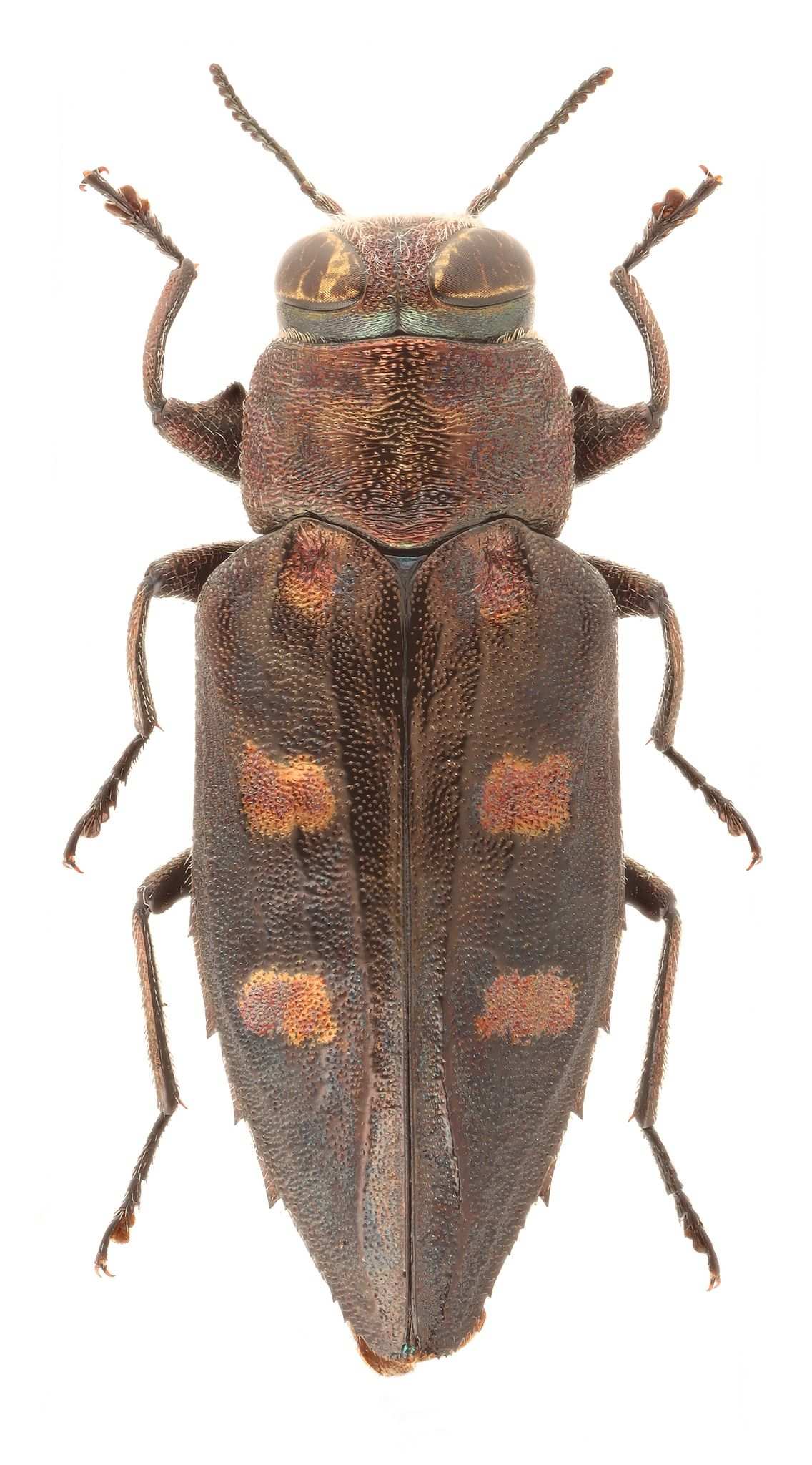 Chrysobothris solieri