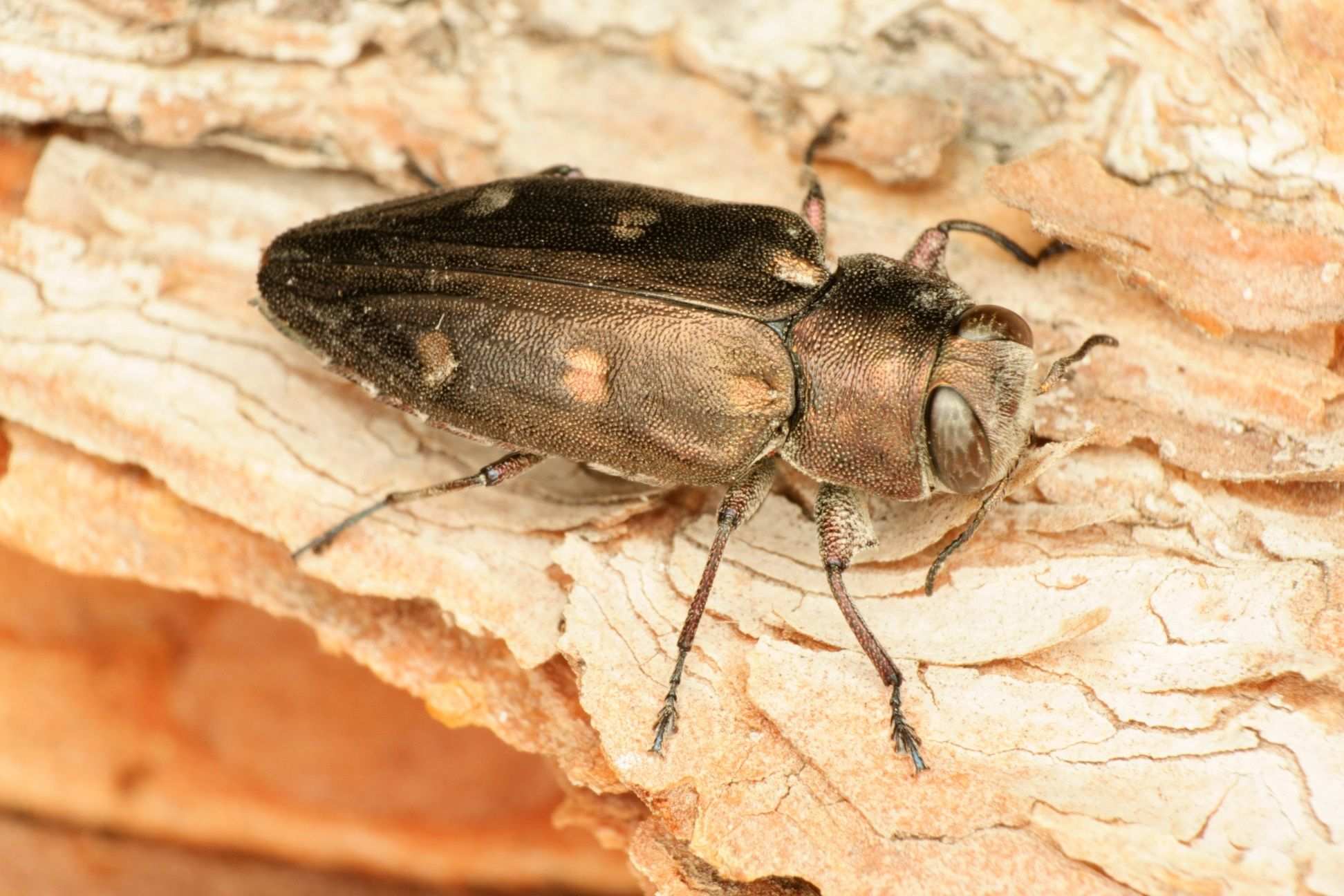 Chrysobothris solieri