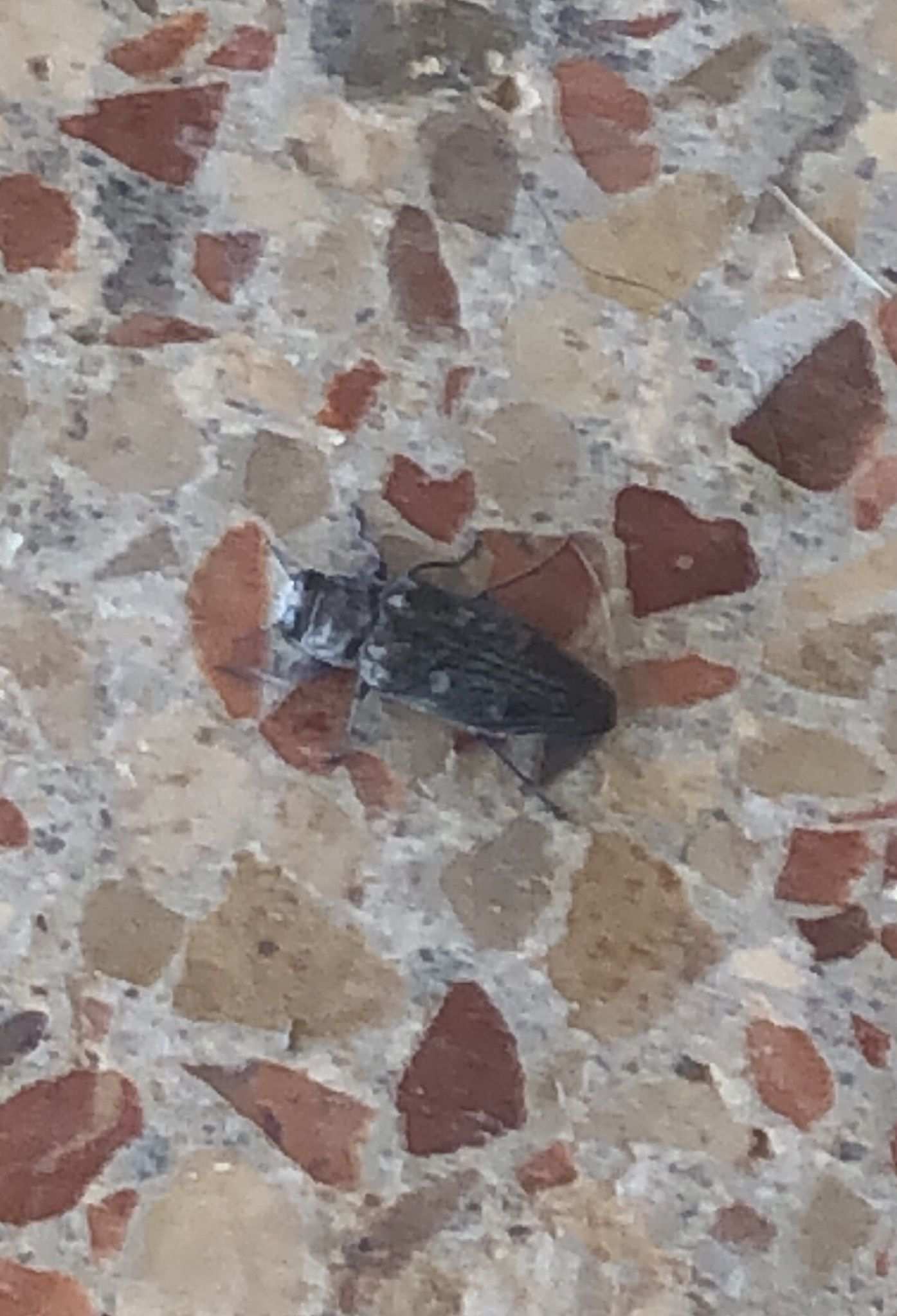 Chrysobothris solieri