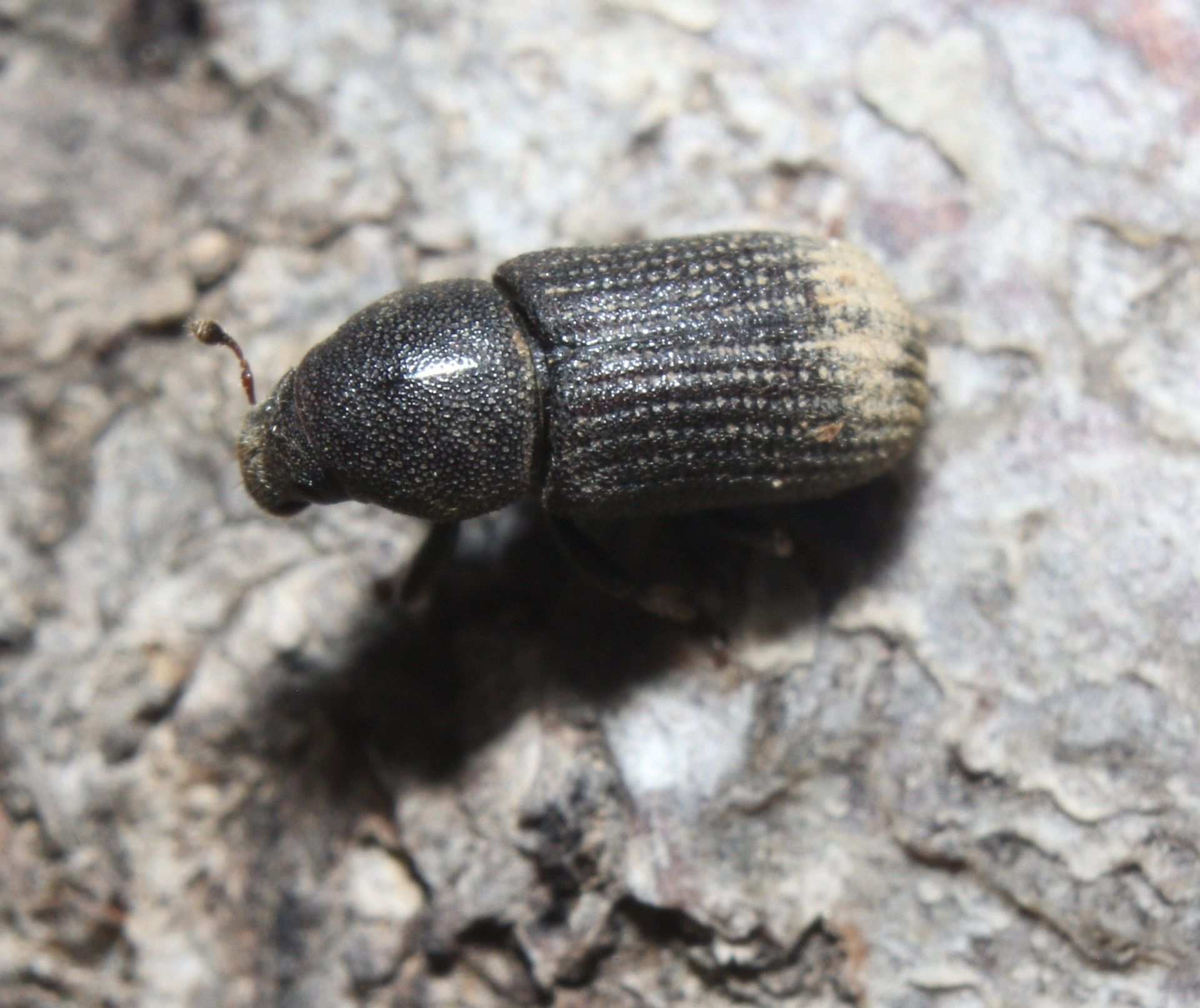 Hylurgops pinifex