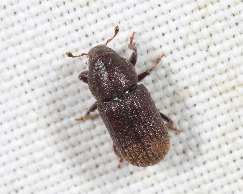 Hylurgops pinifex