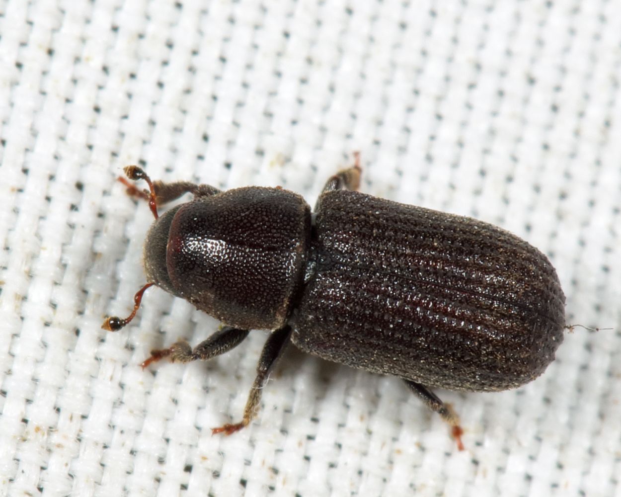 Hylurgops pinifex