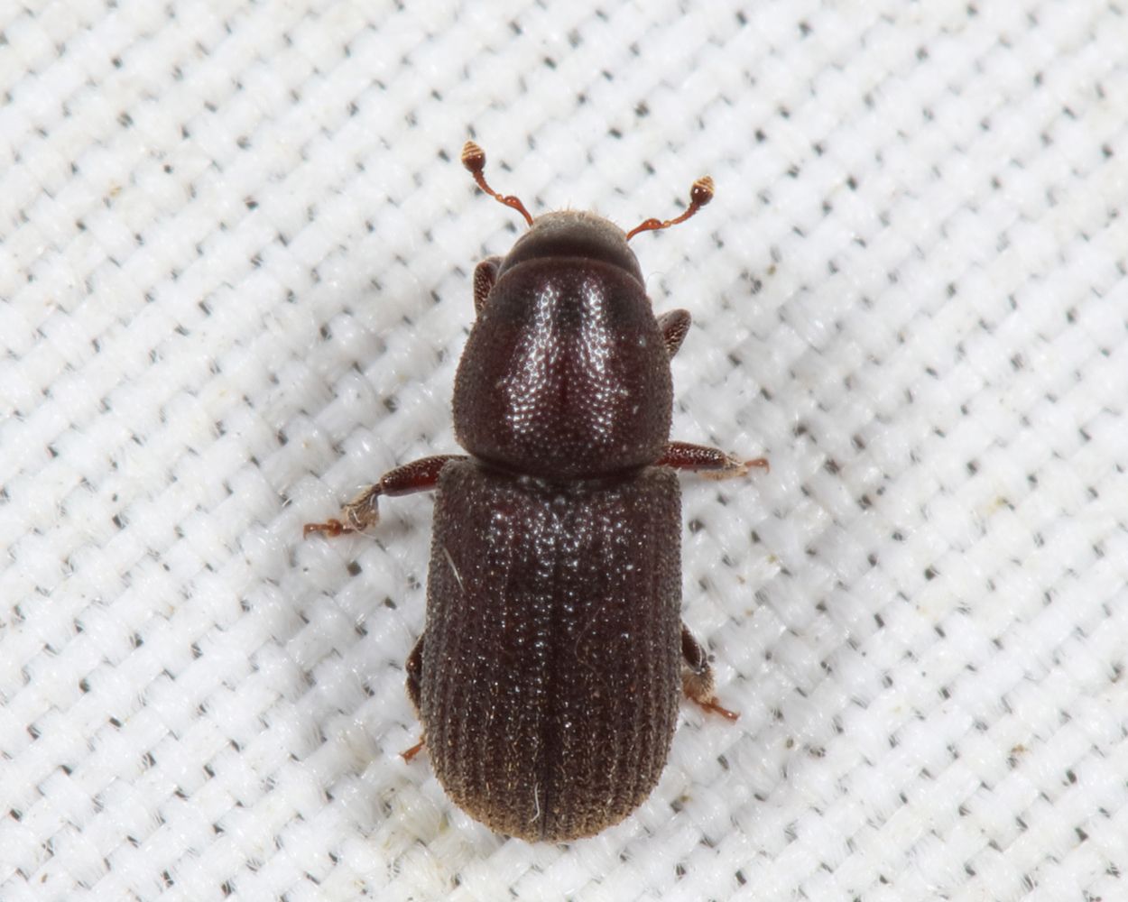 Hylurgops pinifex