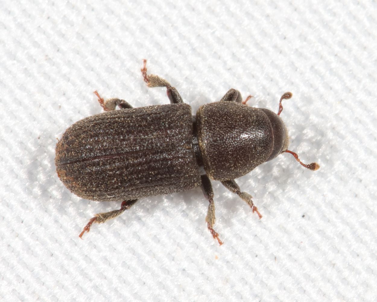 Hylurgops pinifex