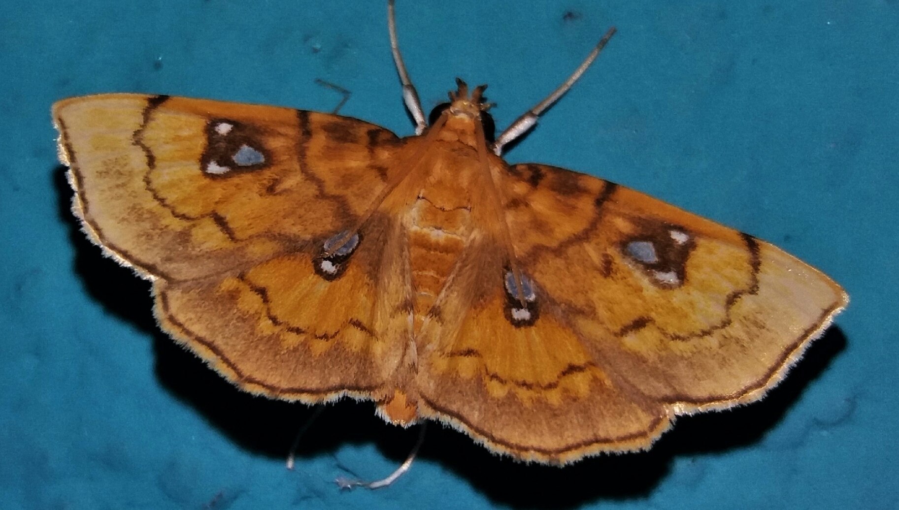 Cacographis osteolalis