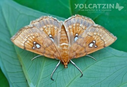 Cacographis osteolalis