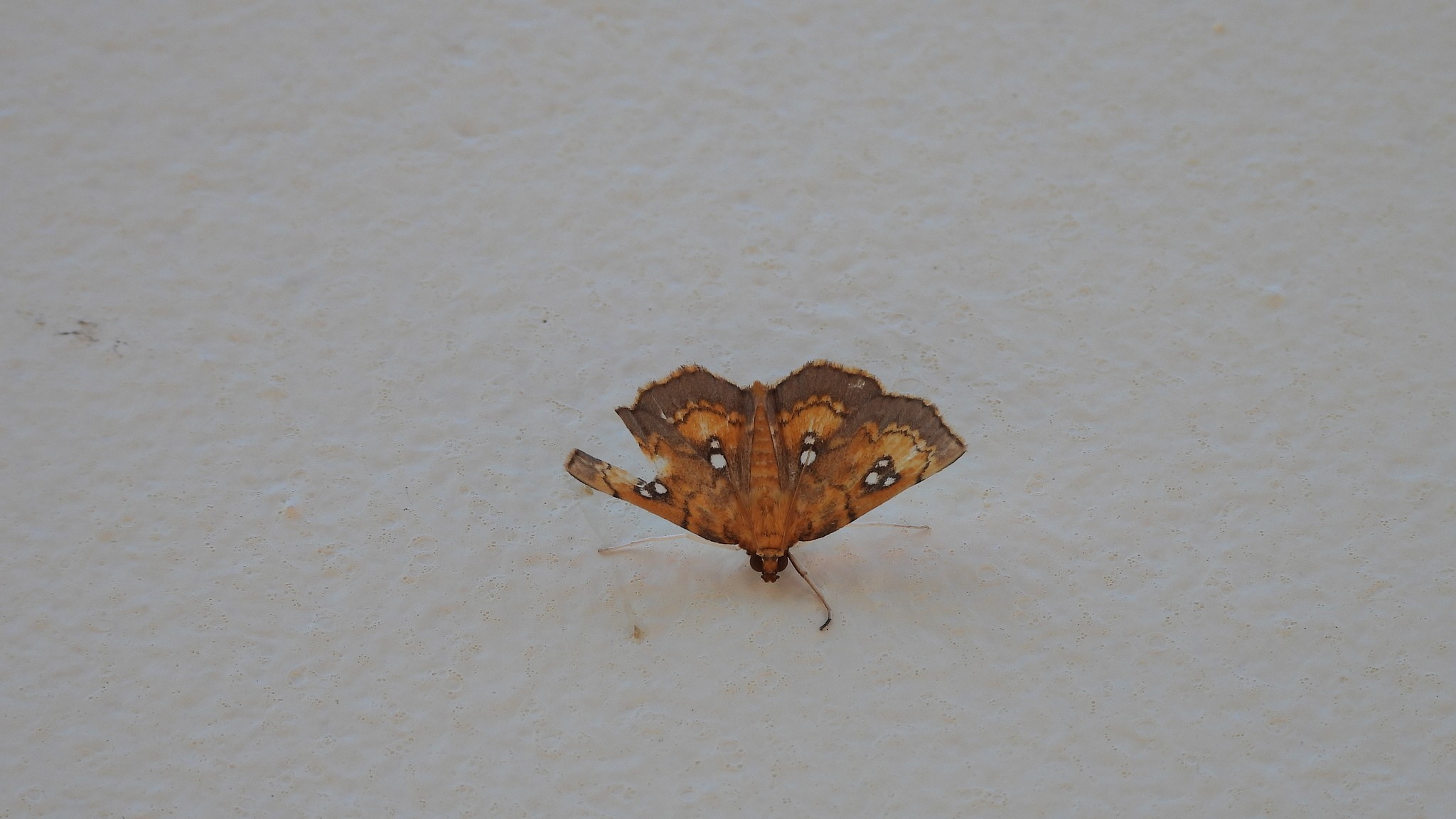 Cacographis osteolalis