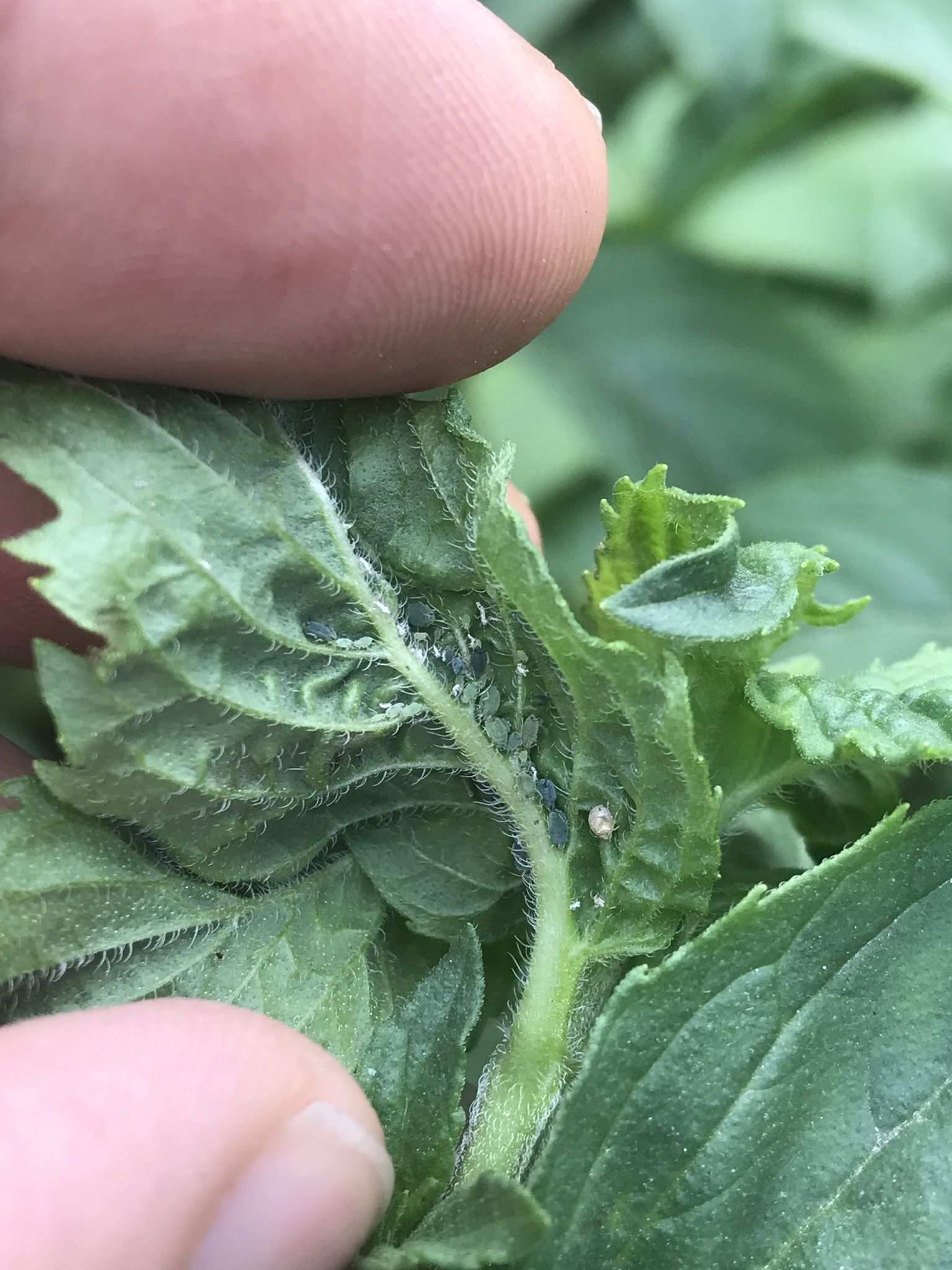 Aphis affinis