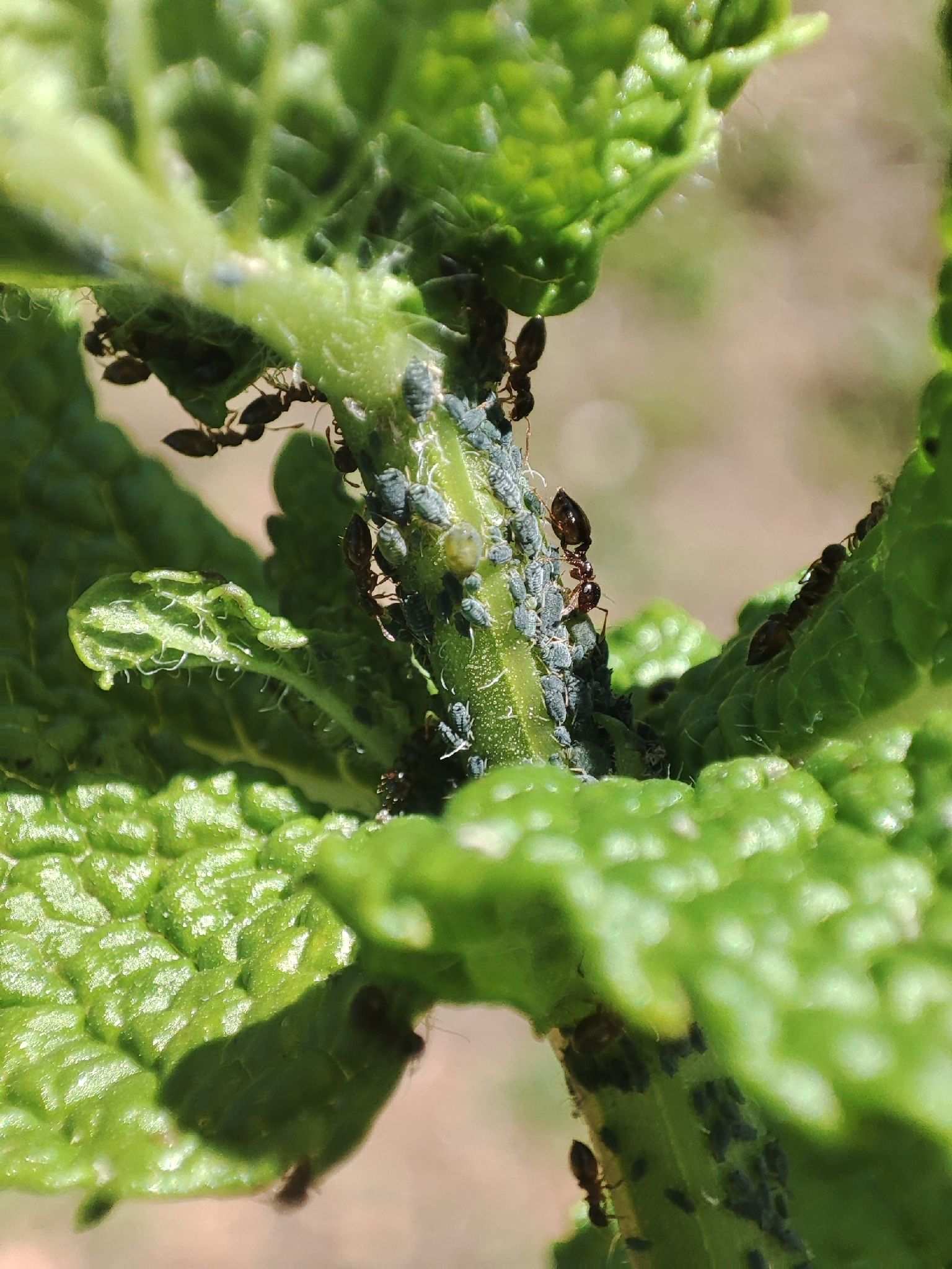 Aphis affinis