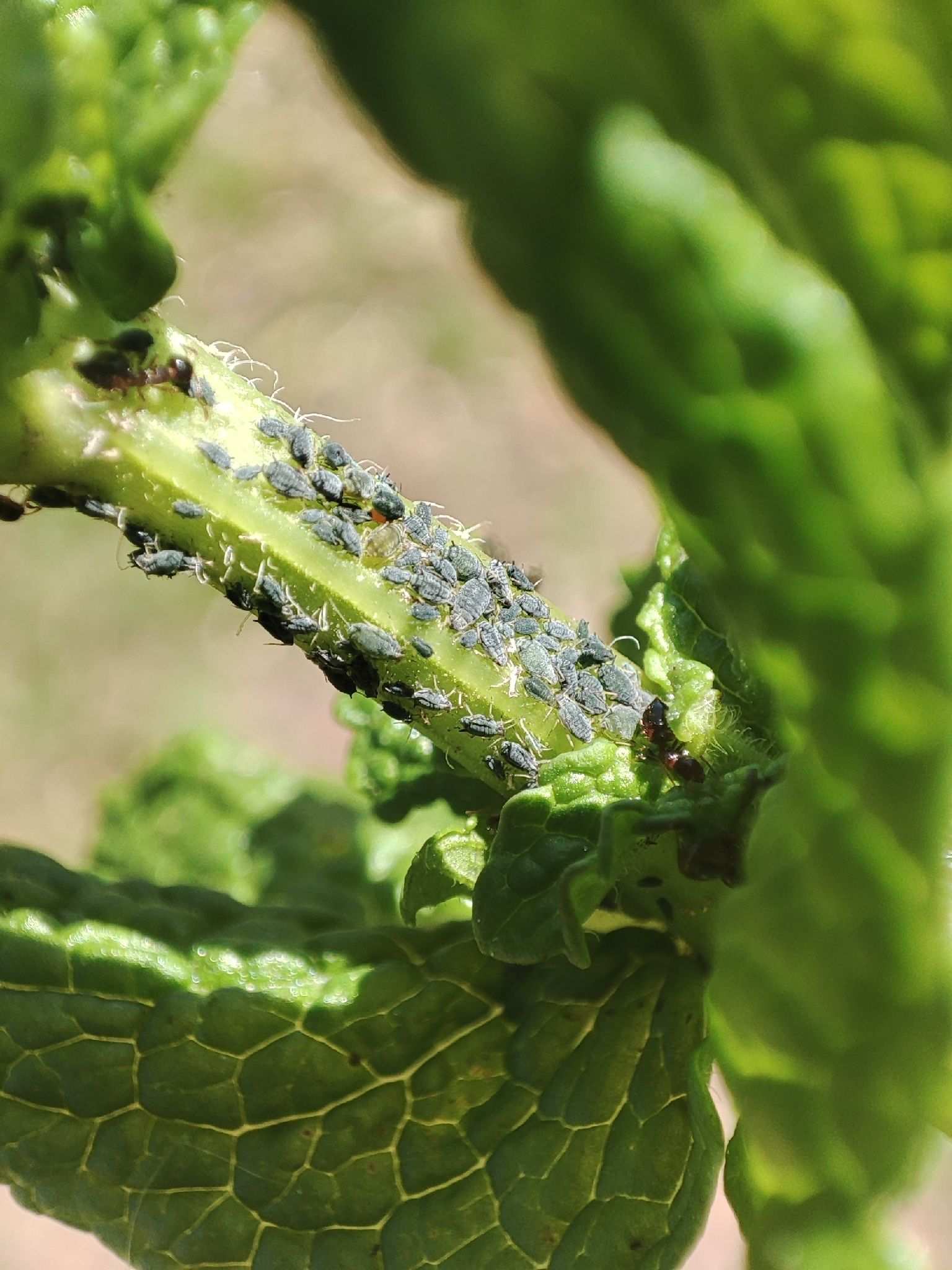 Aphis affinis