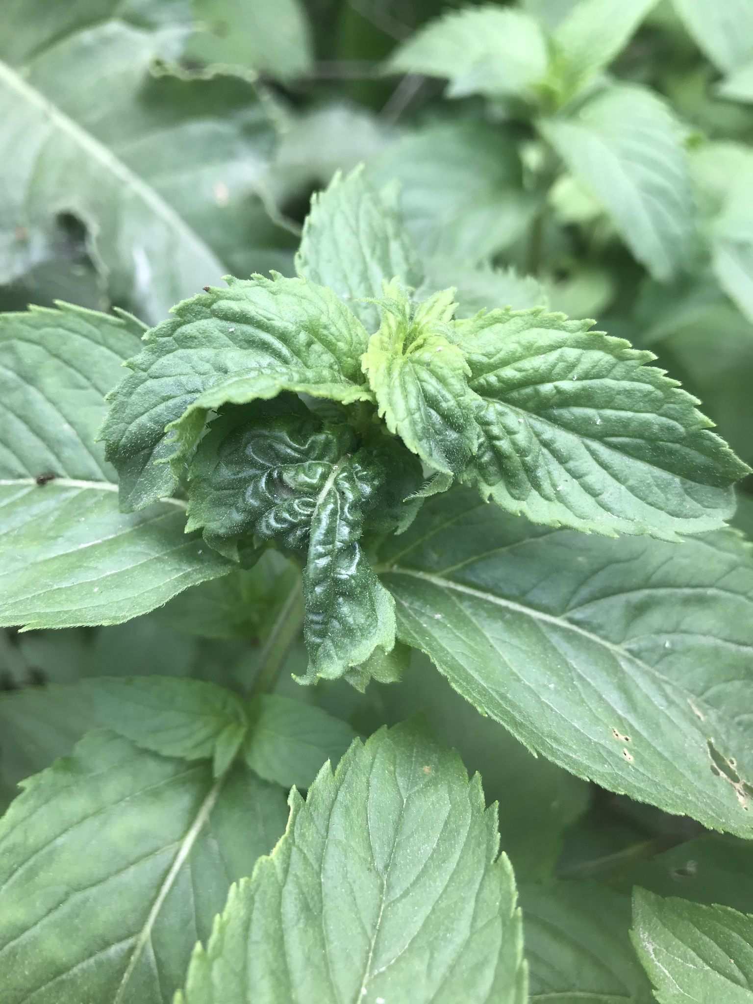 Aphis affinis