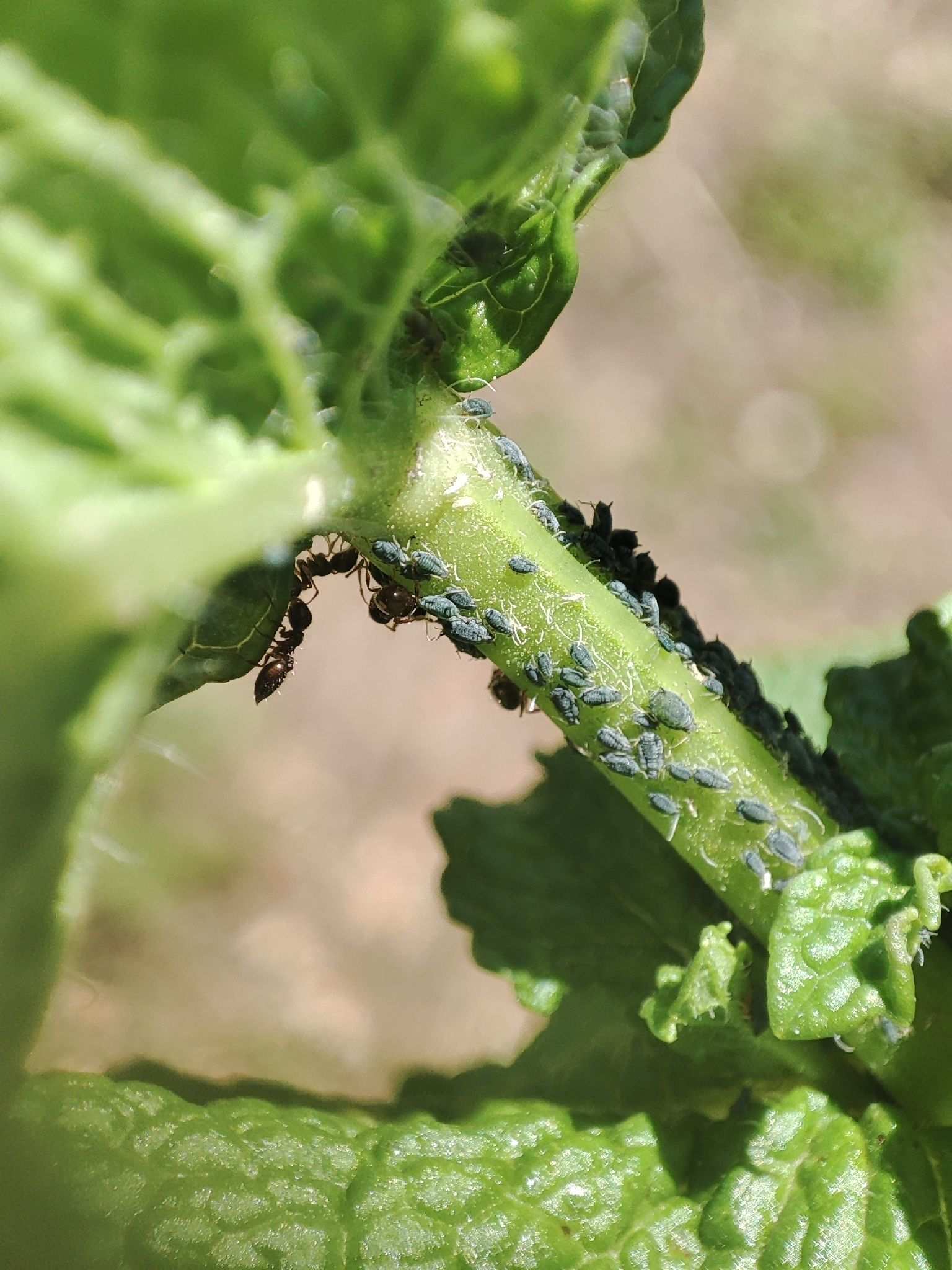 Aphis affinis