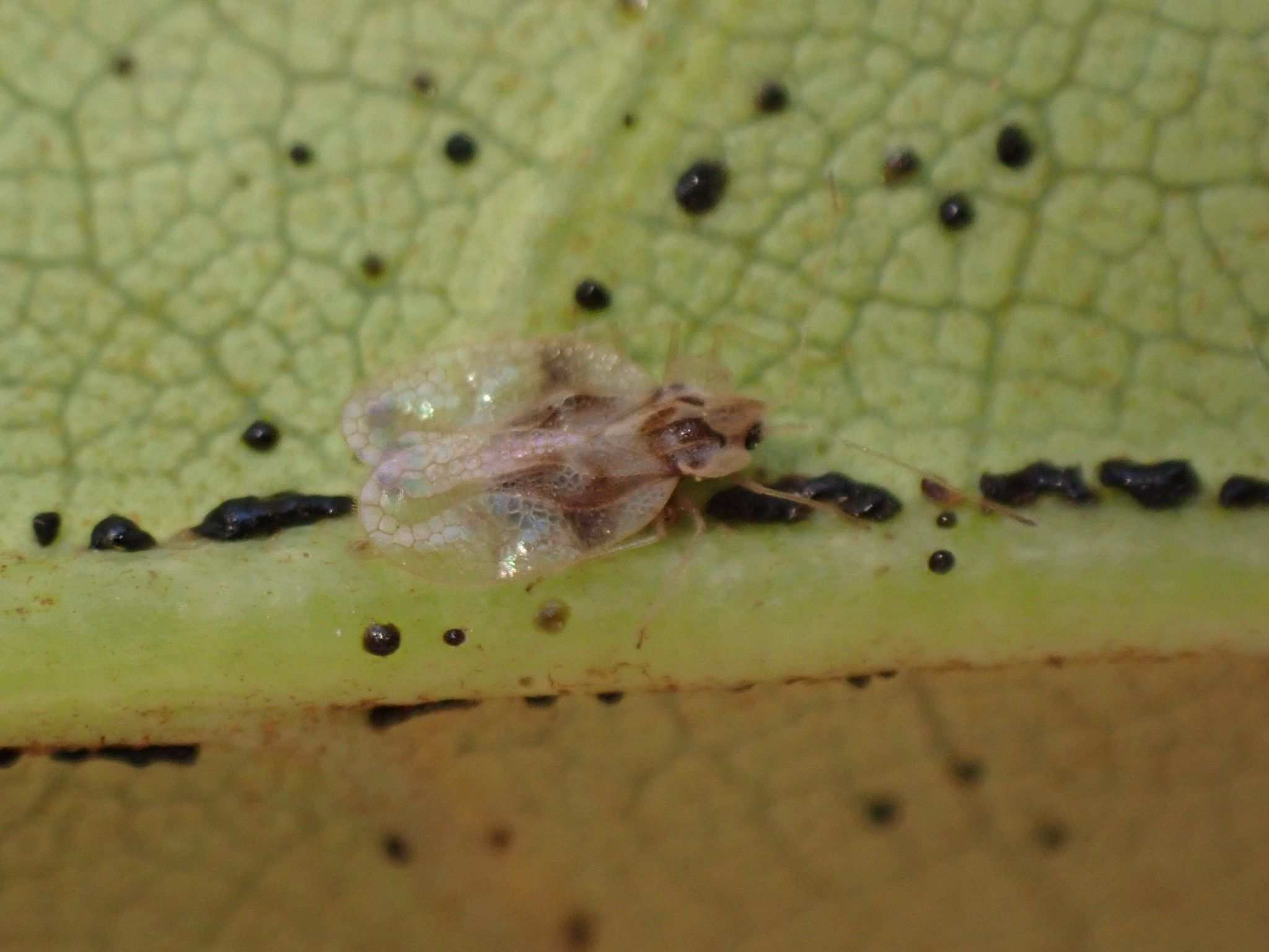 Stephanitis rhododendri