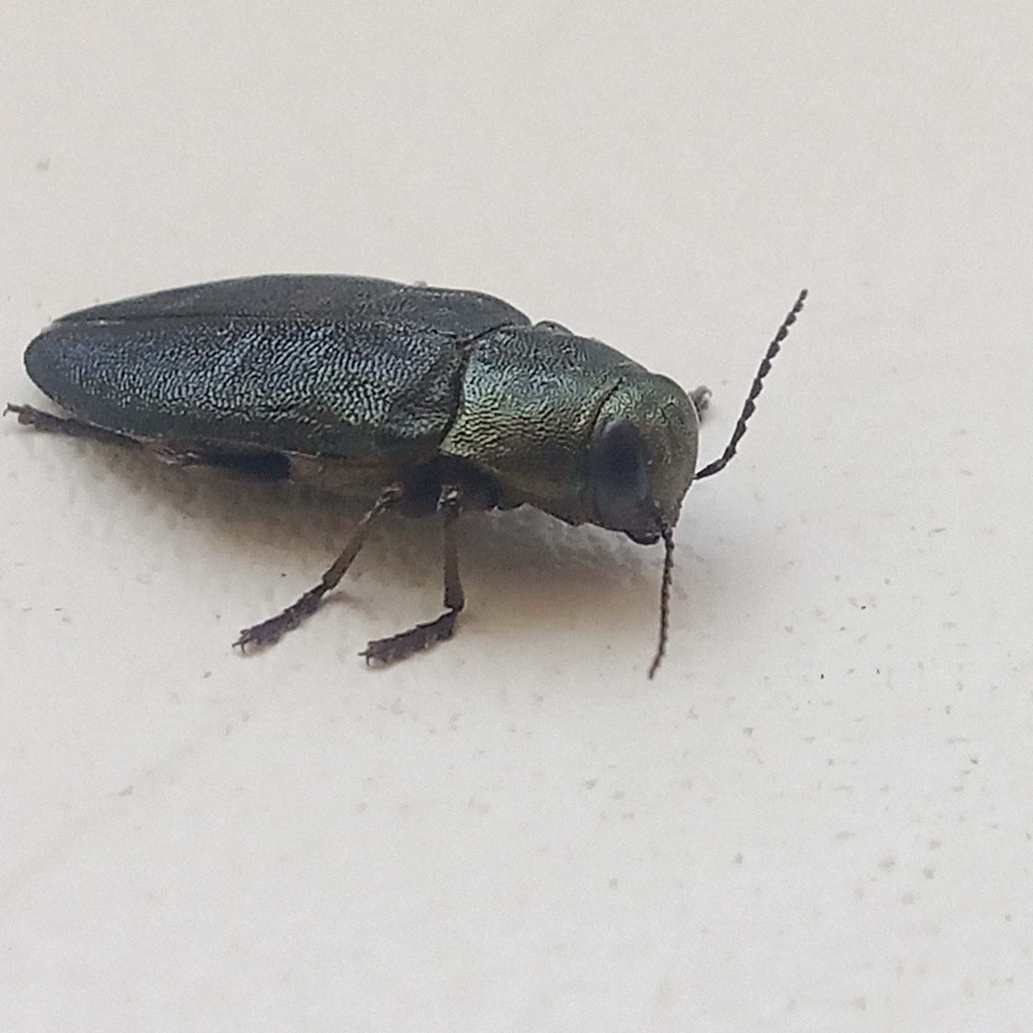 Phaenops