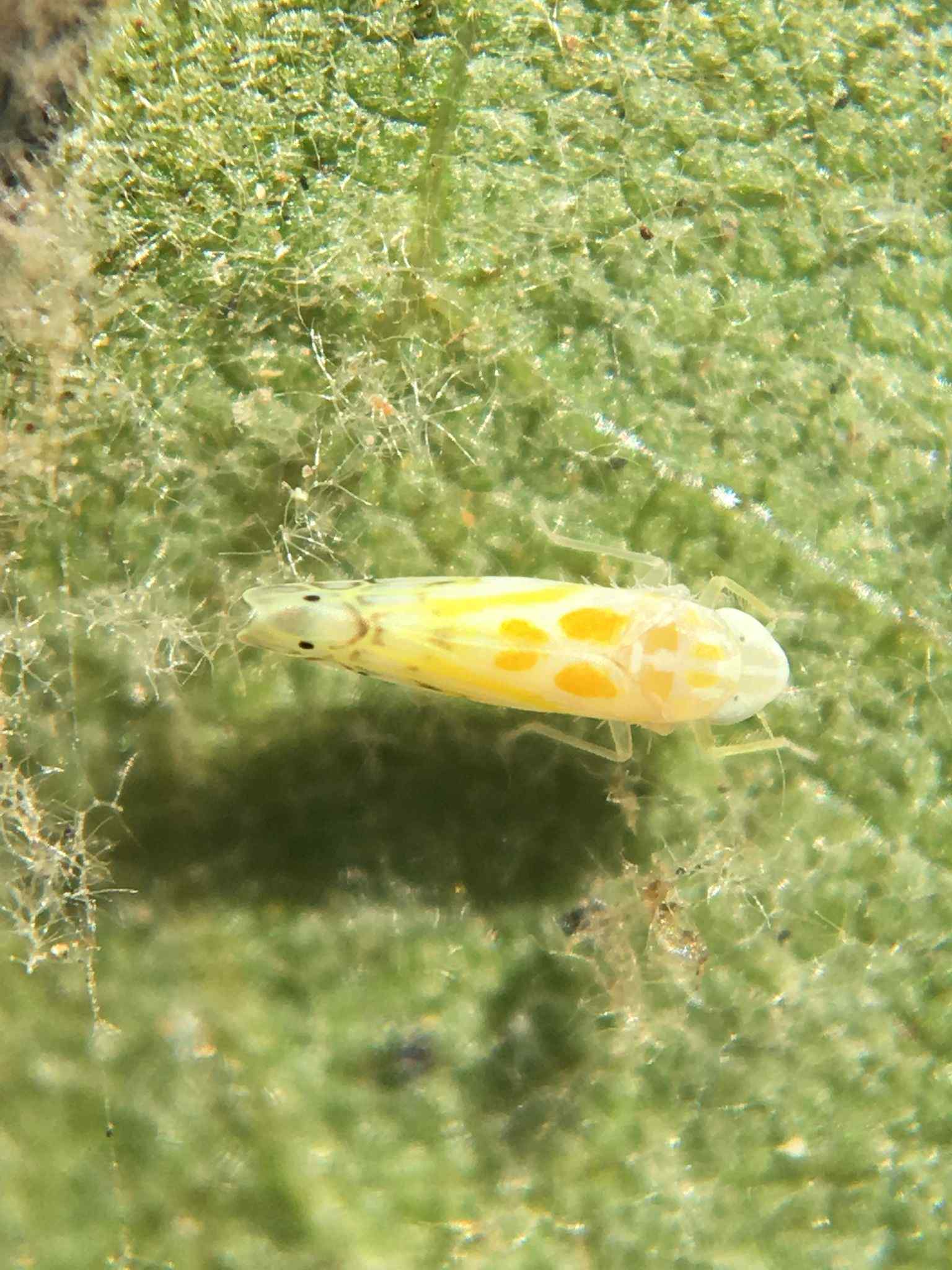 Alconeura