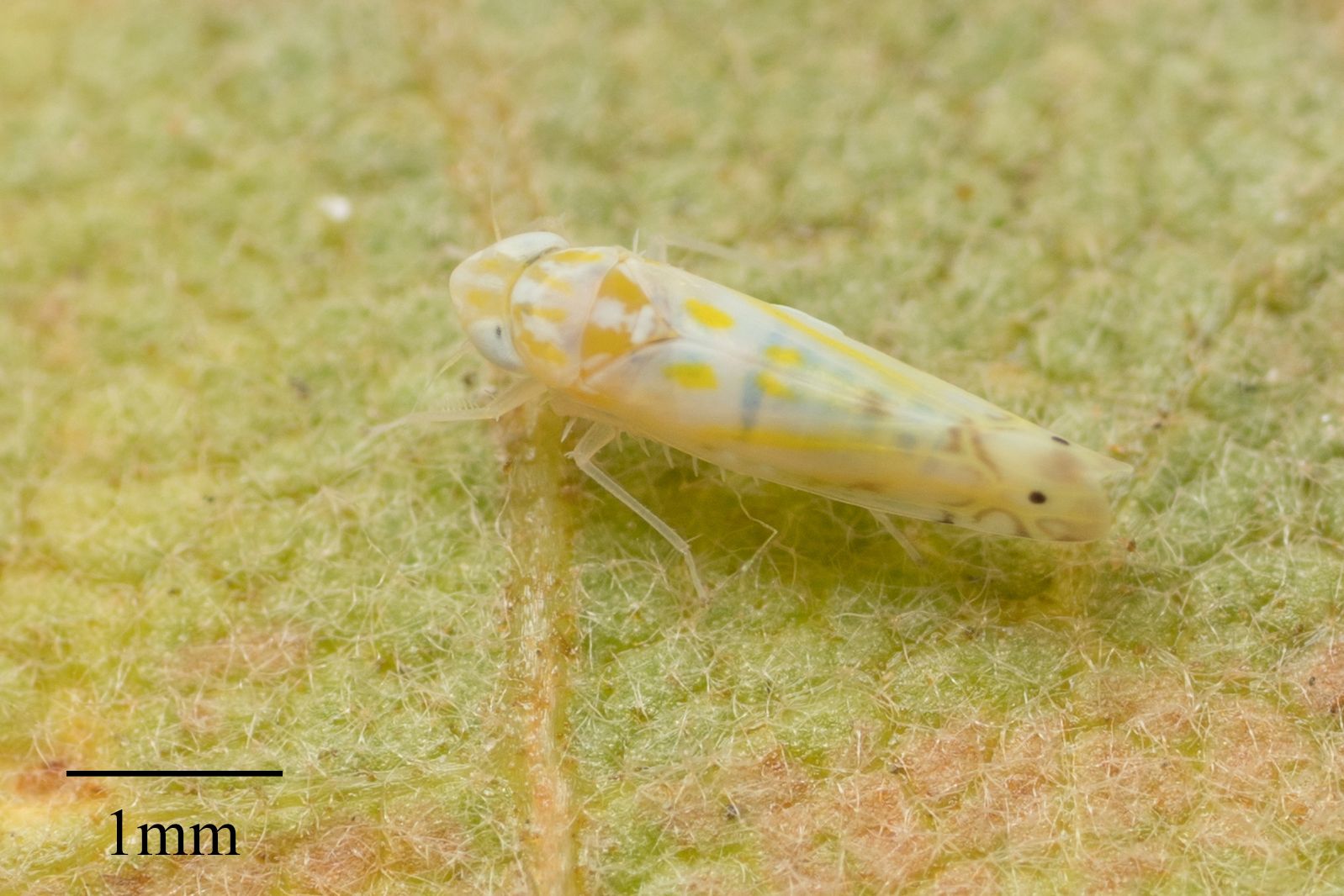 Alconeura