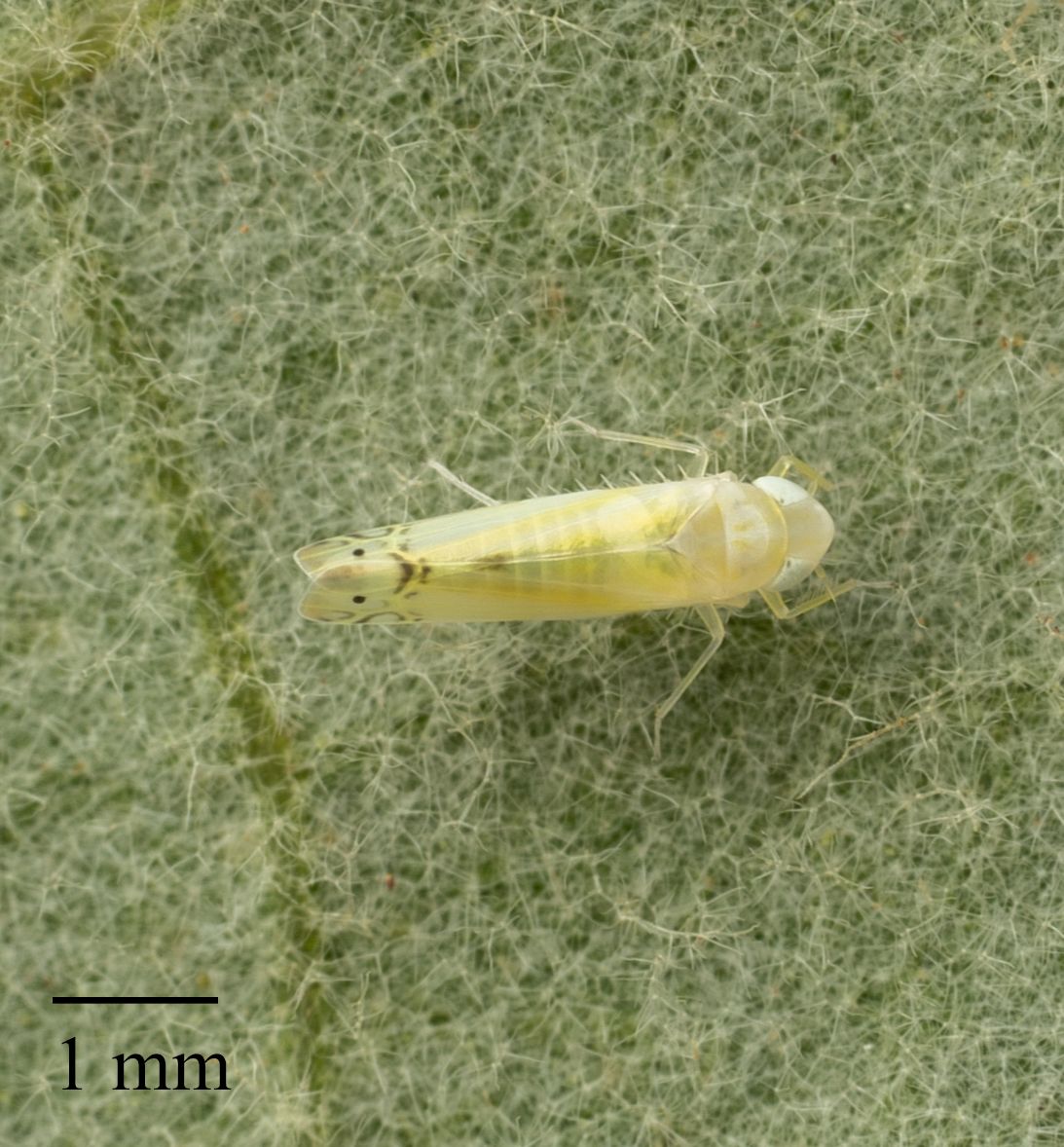 Alconeura