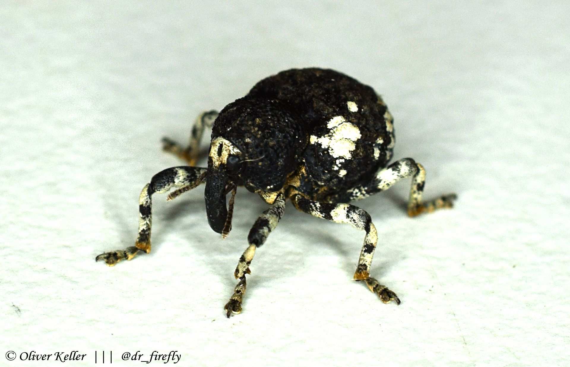 Gerstaeckeria