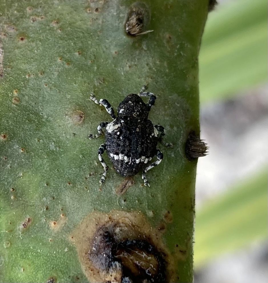 Gerstaeckeria
