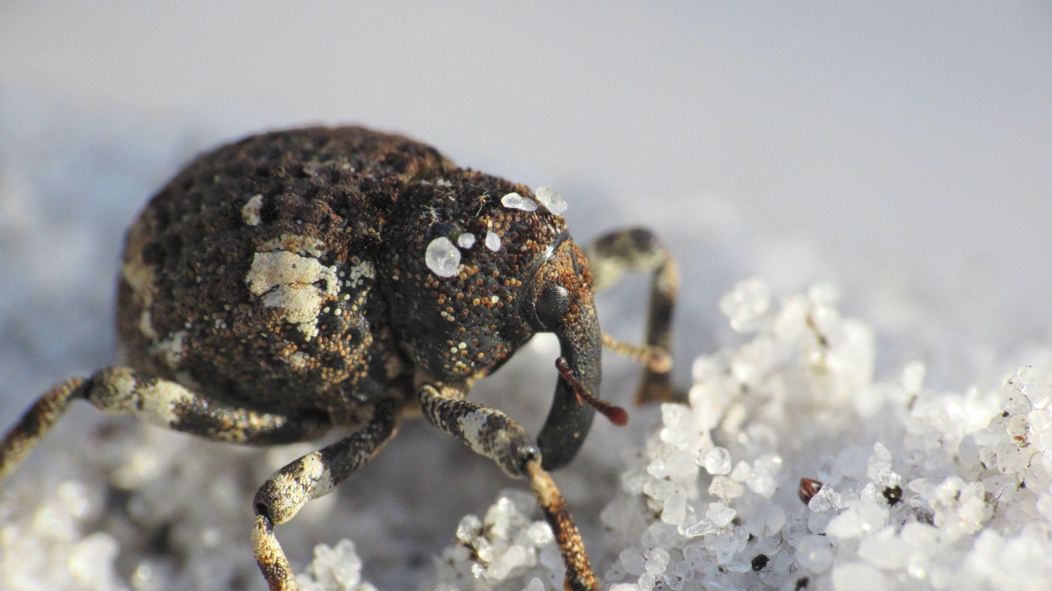 Gerstaeckeria
