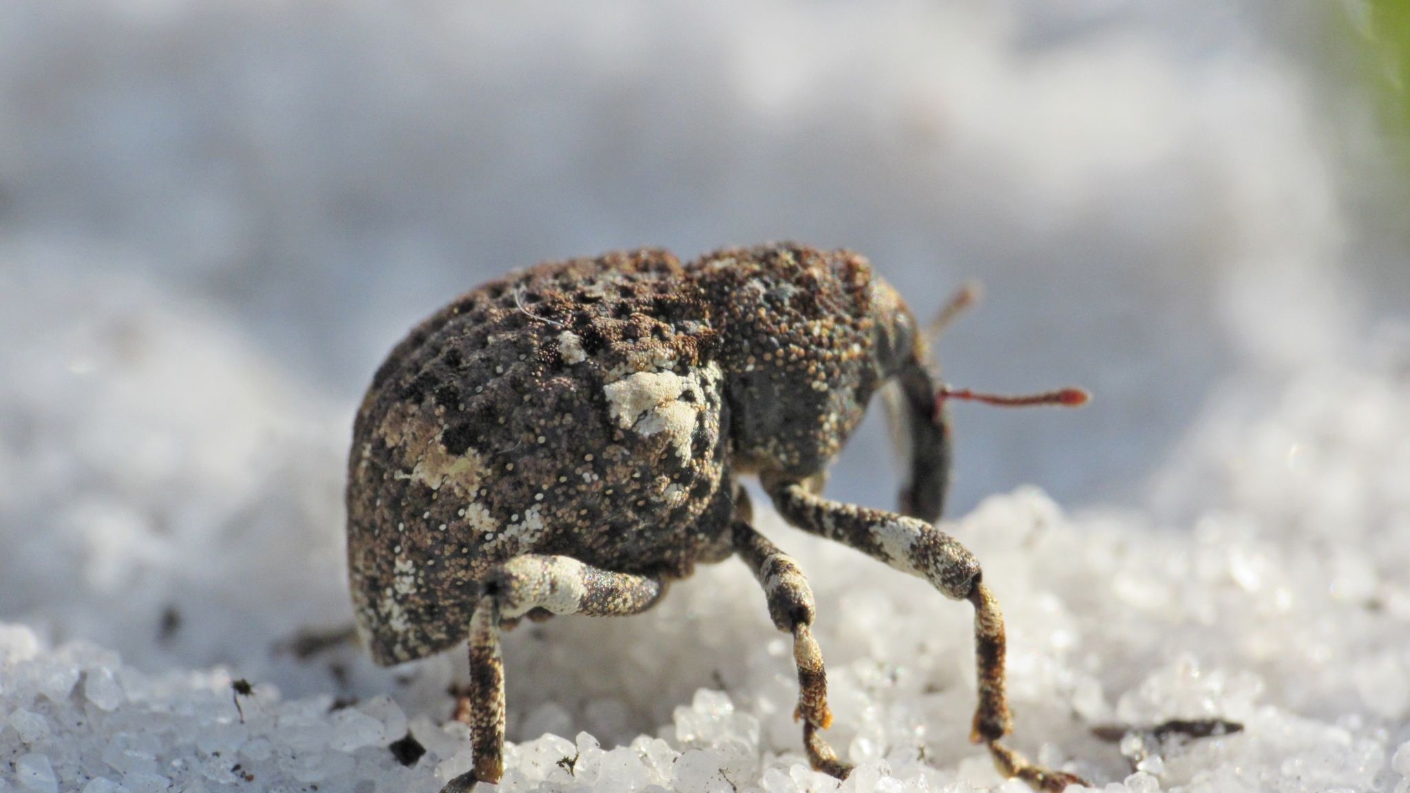 Gerstaeckeria