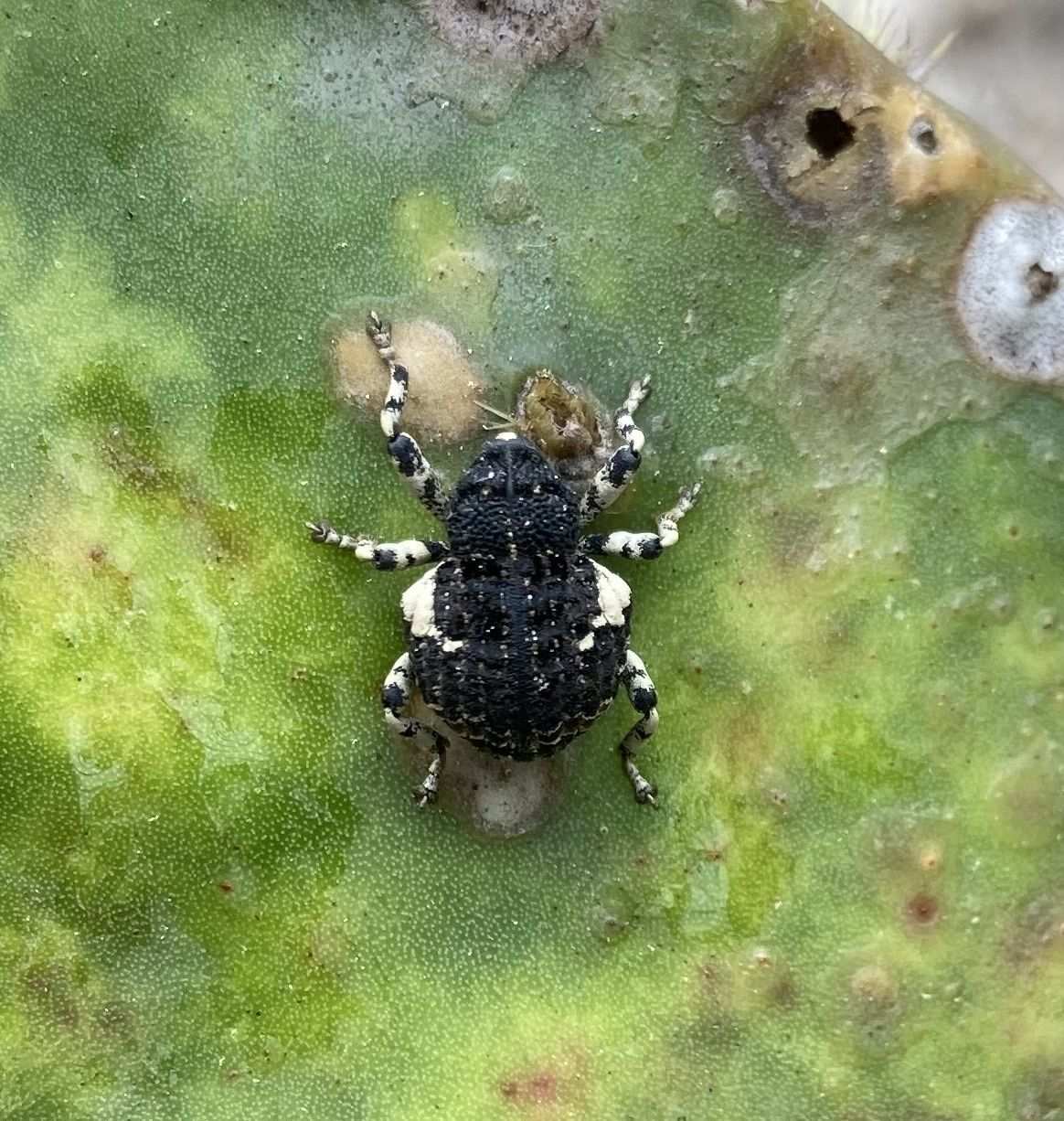 Gerstaeckeria