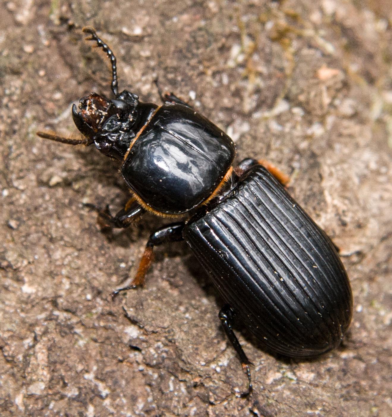 Odontota