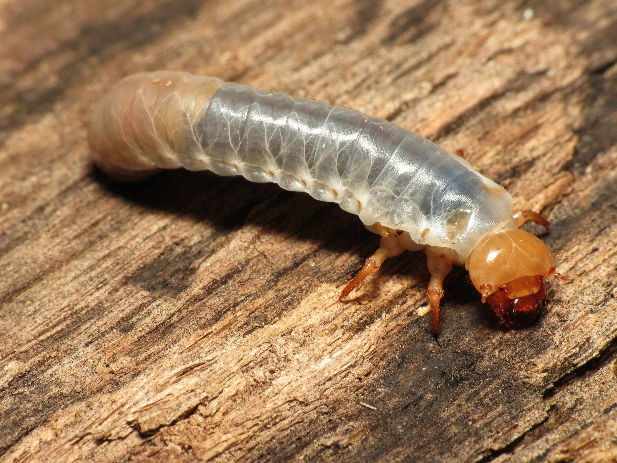 Odontota