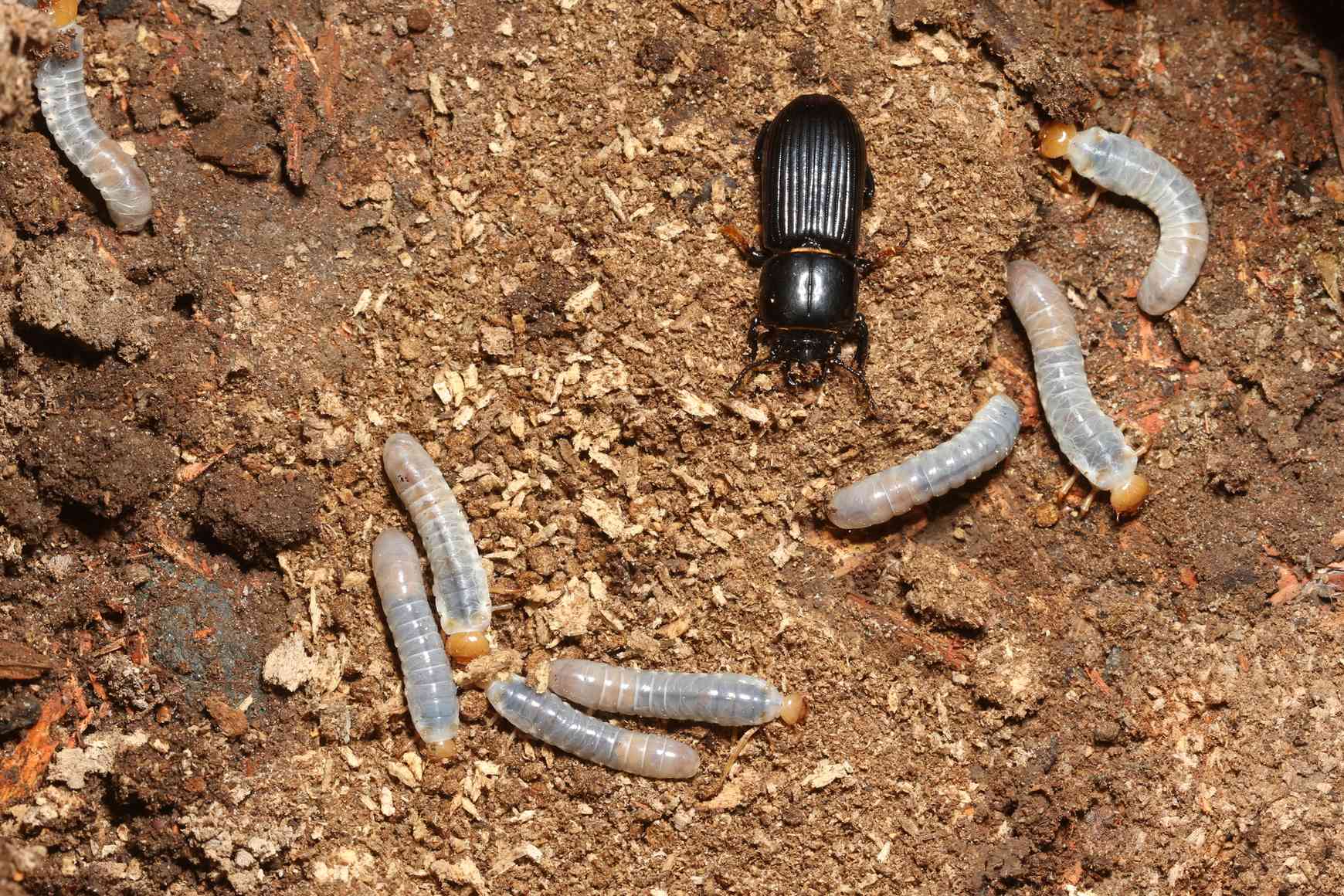 Odontota