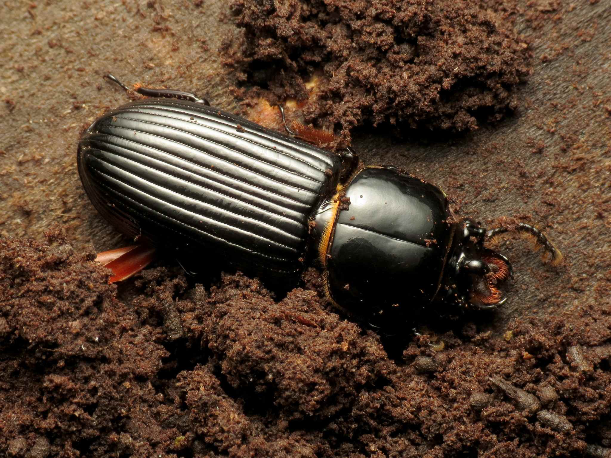 Odontota
