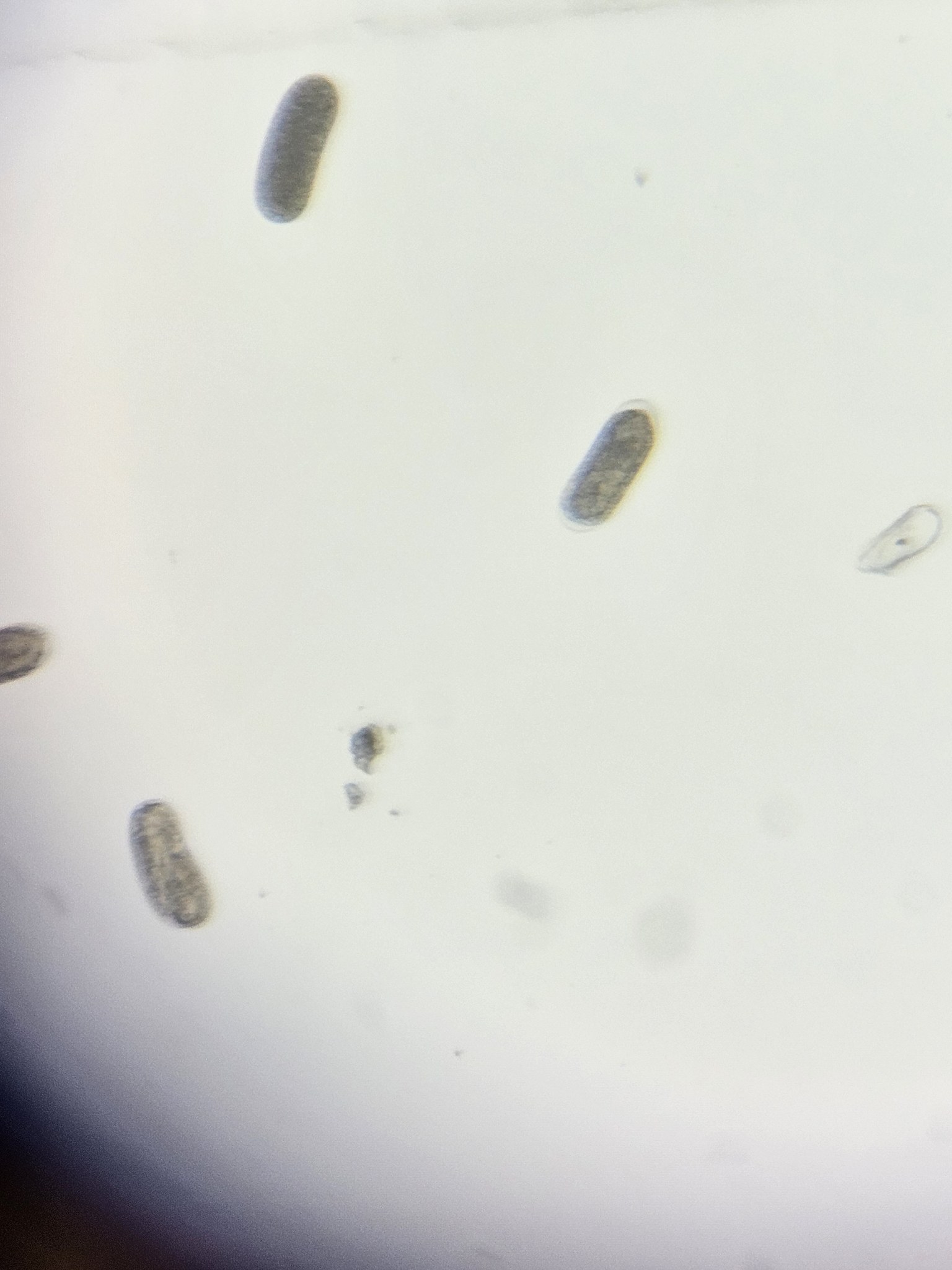Heterodera glycines