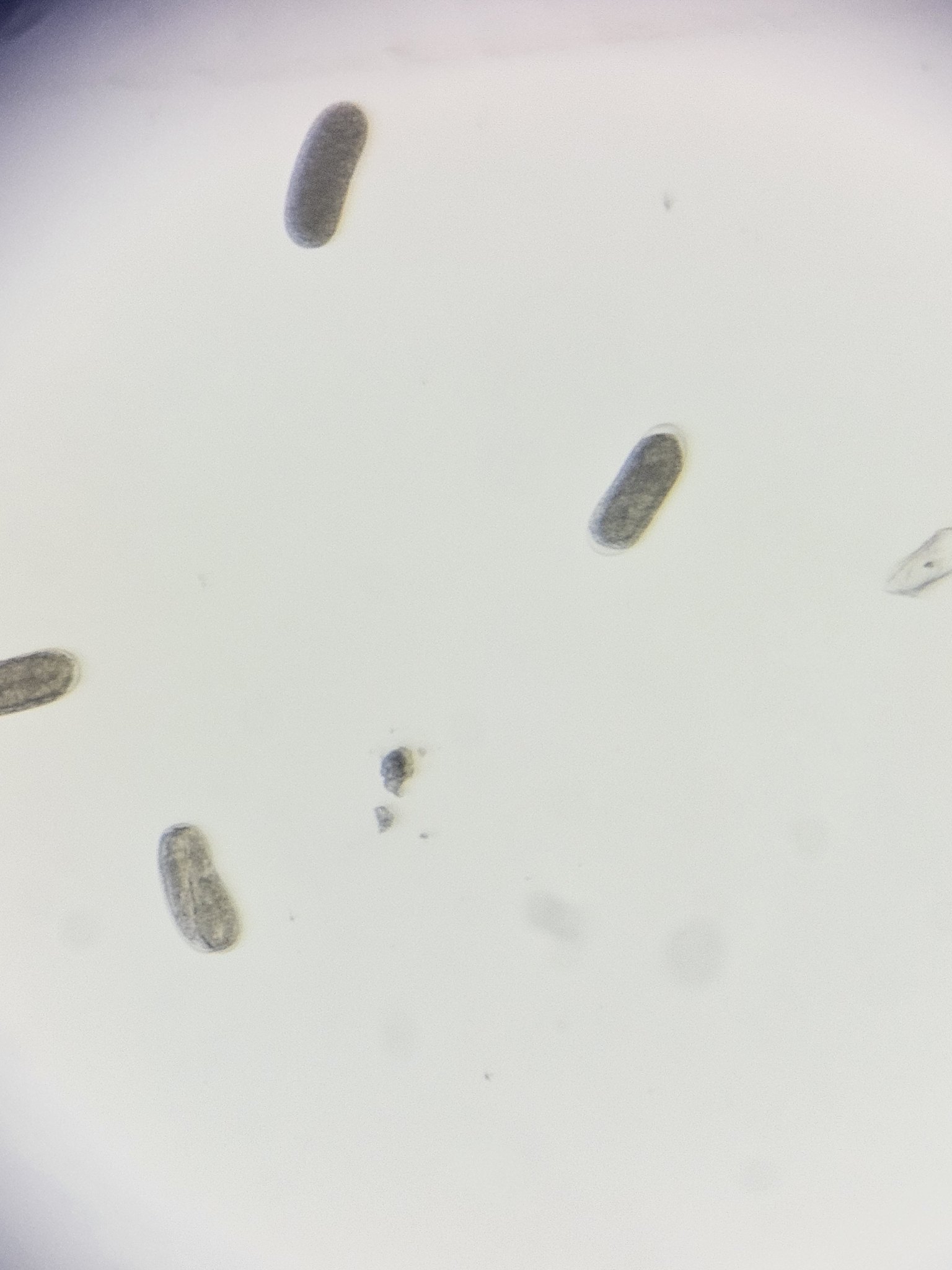 Heterodera glycines