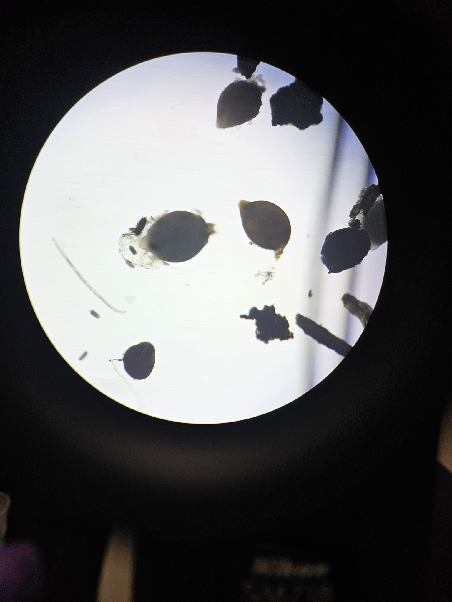 Heterodera glycines