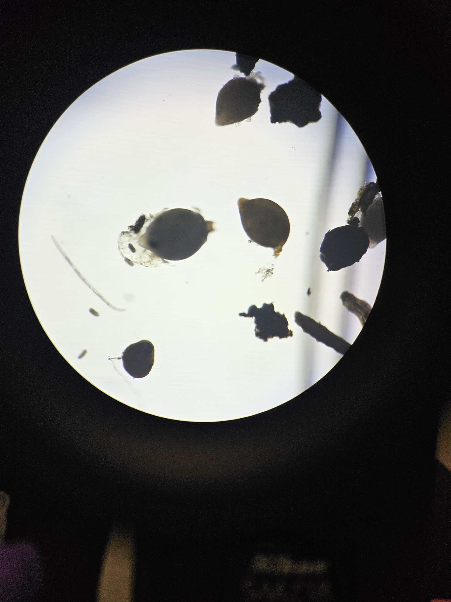 Heterodera glycines