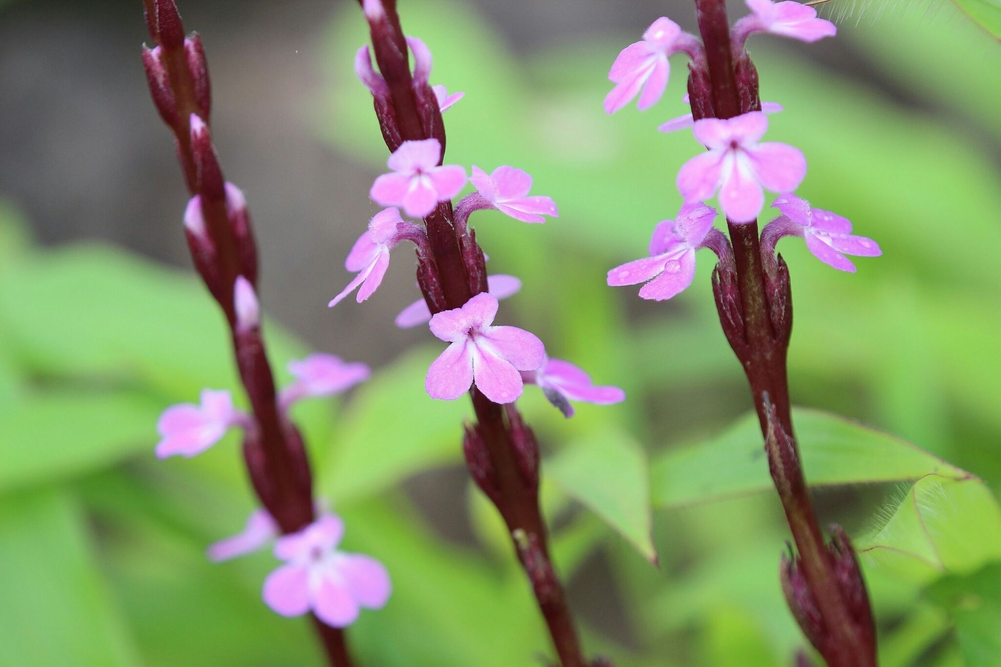 Striga gesnerioides
