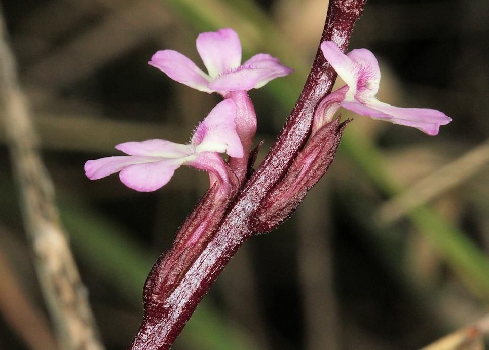 Striga gesnerioides