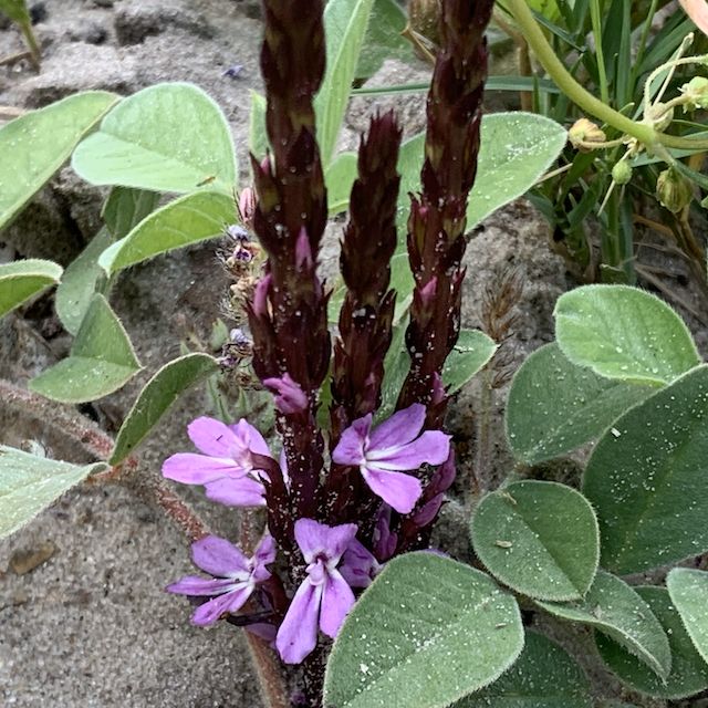 Striga gesnerioides
