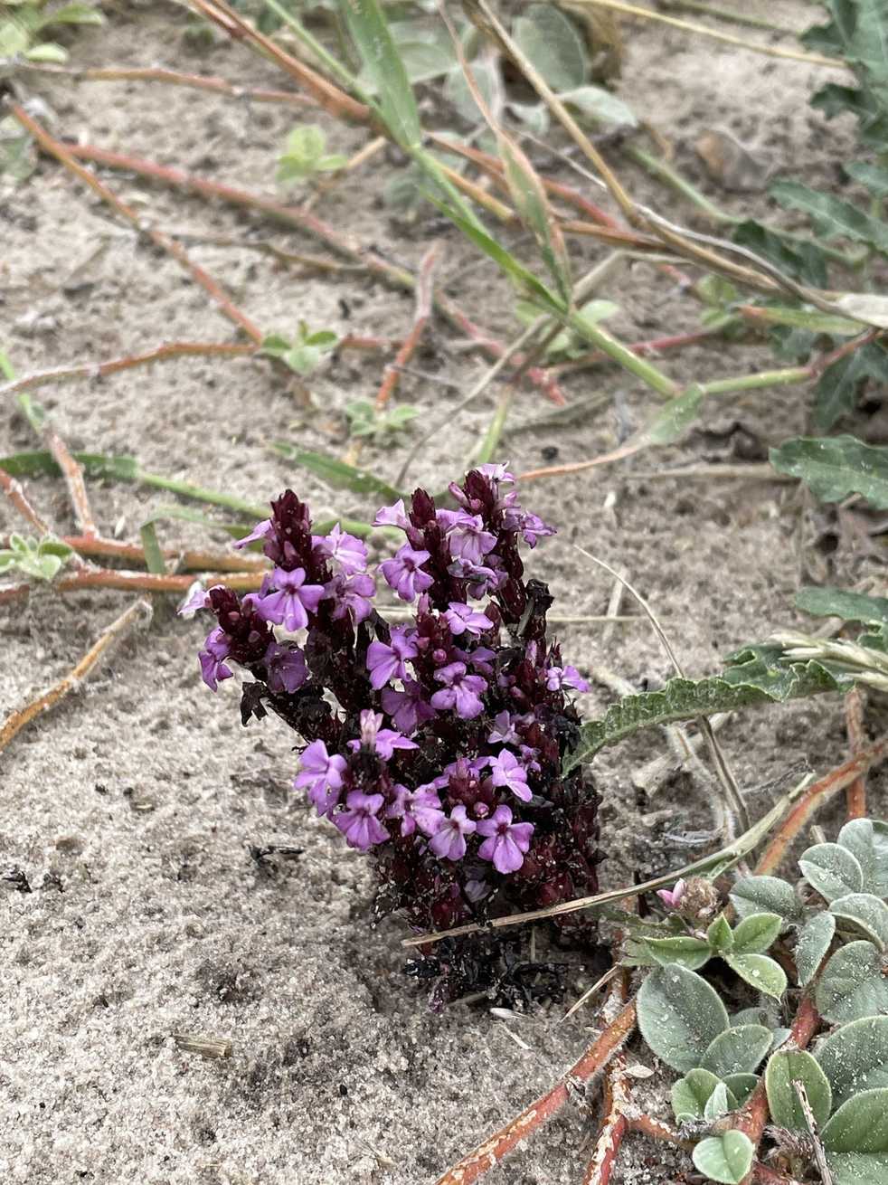 Striga gesnerioides