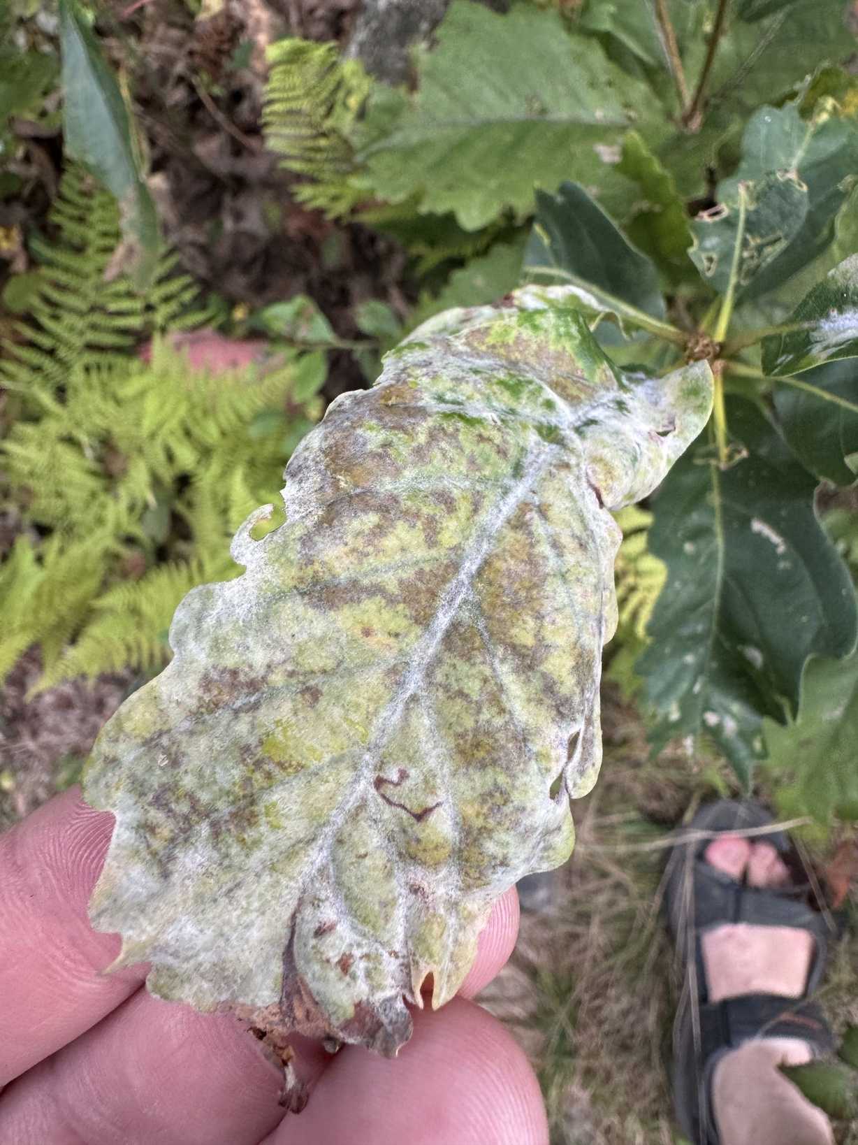 Oidium citri