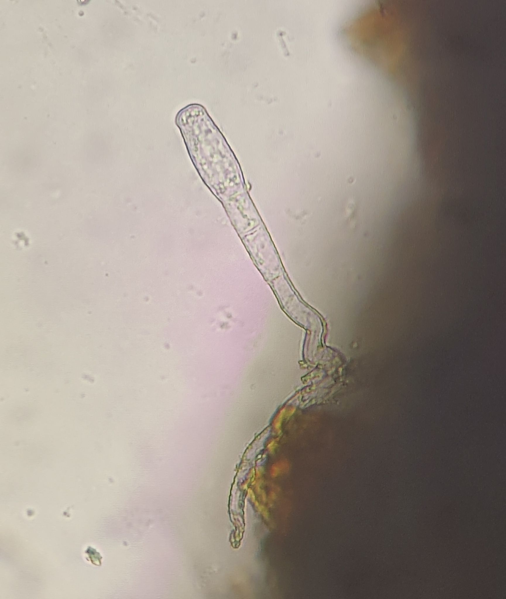 Oidium citri
