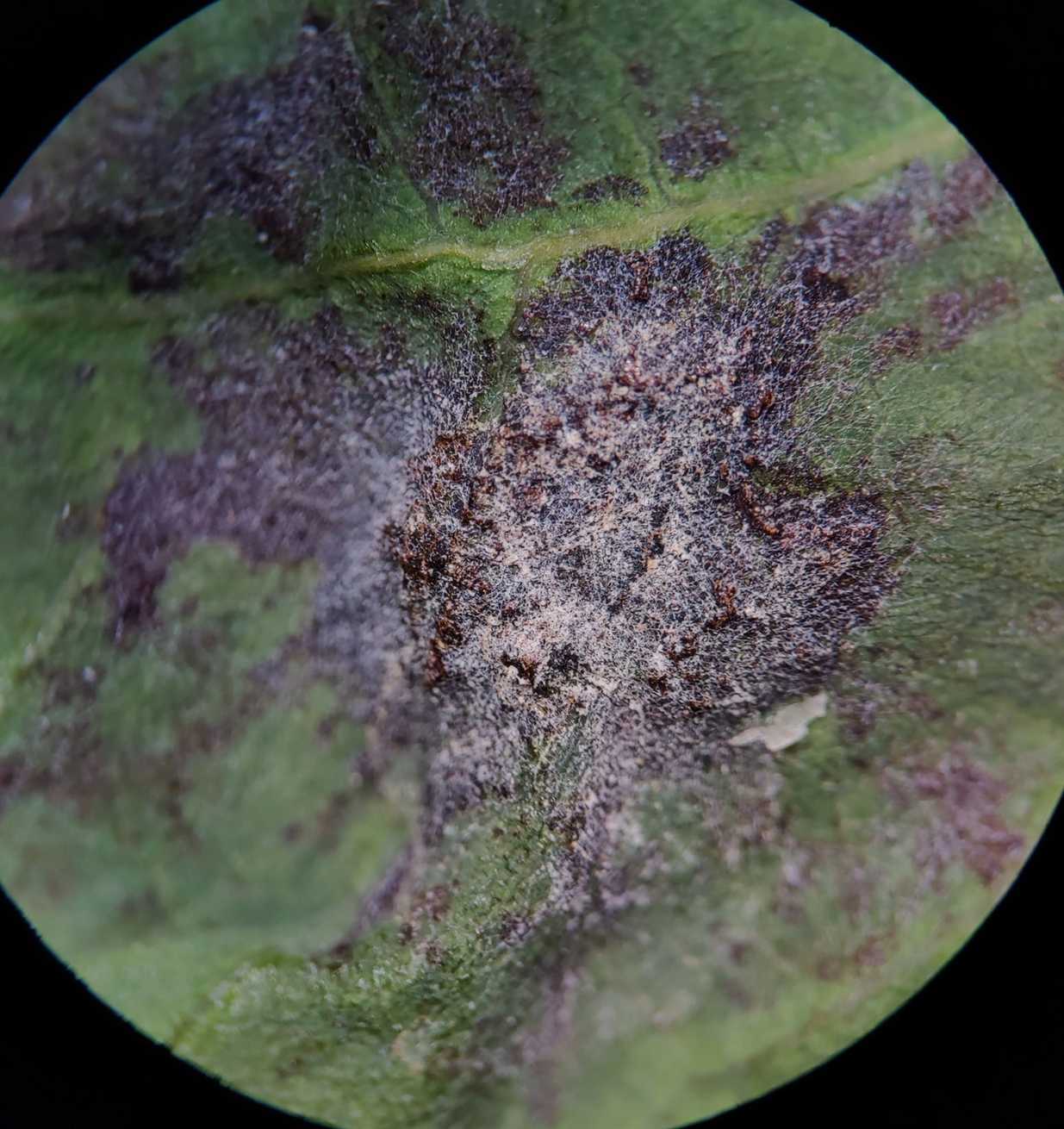 Oidium citri